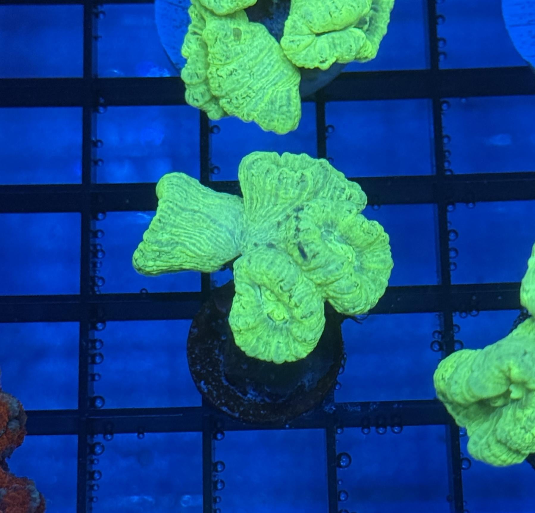 Kryptonite Candy Cane Coral Frag 7