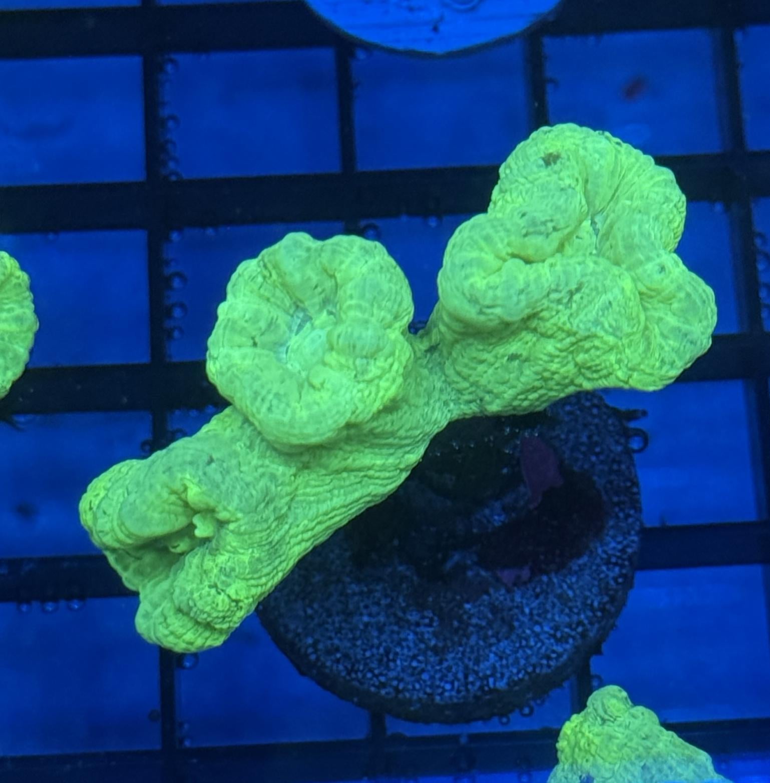 Kryptonite Candy Cane Coral Frag 8