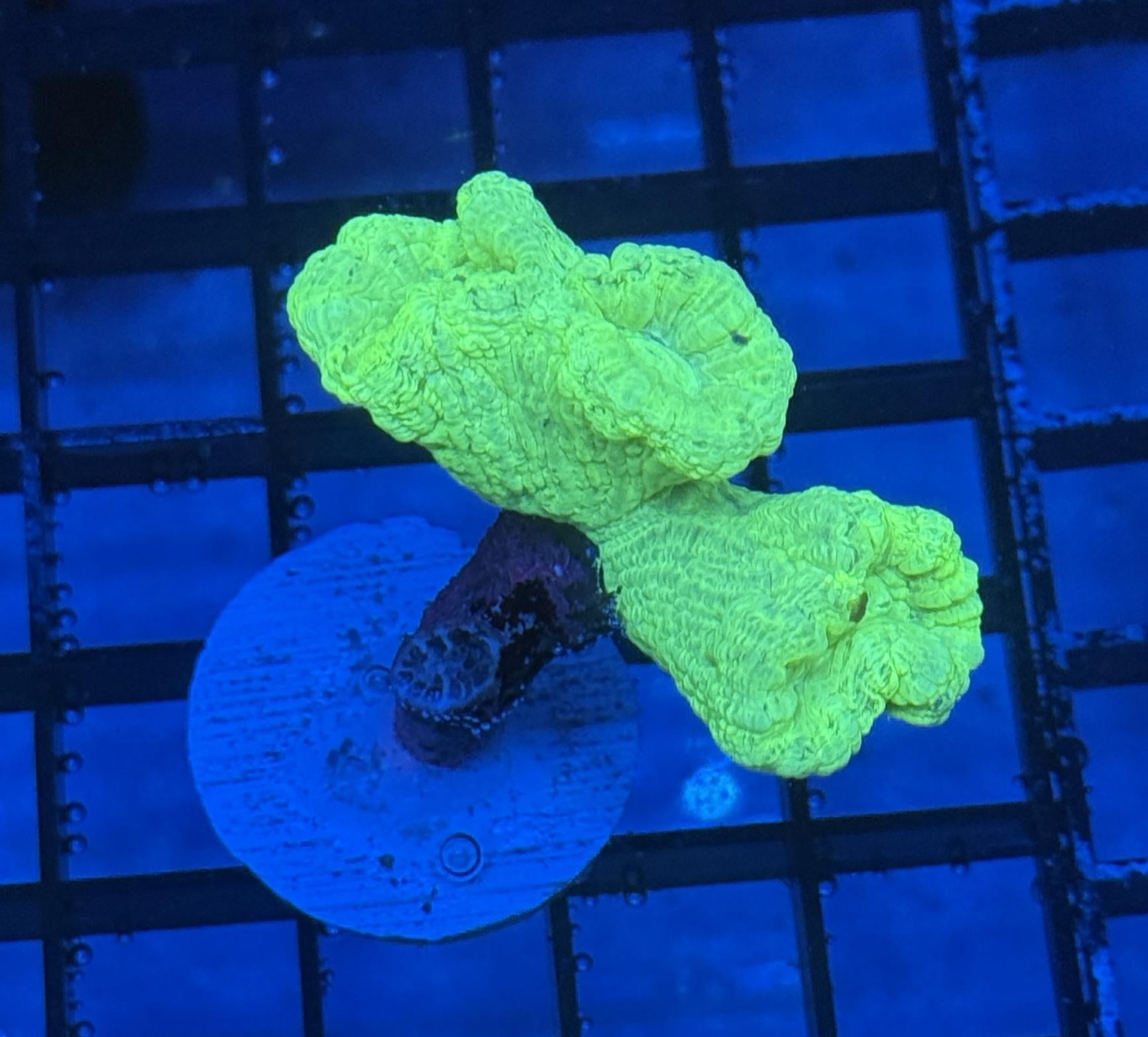 Kryptonite Candy Cane Coral Frag 9