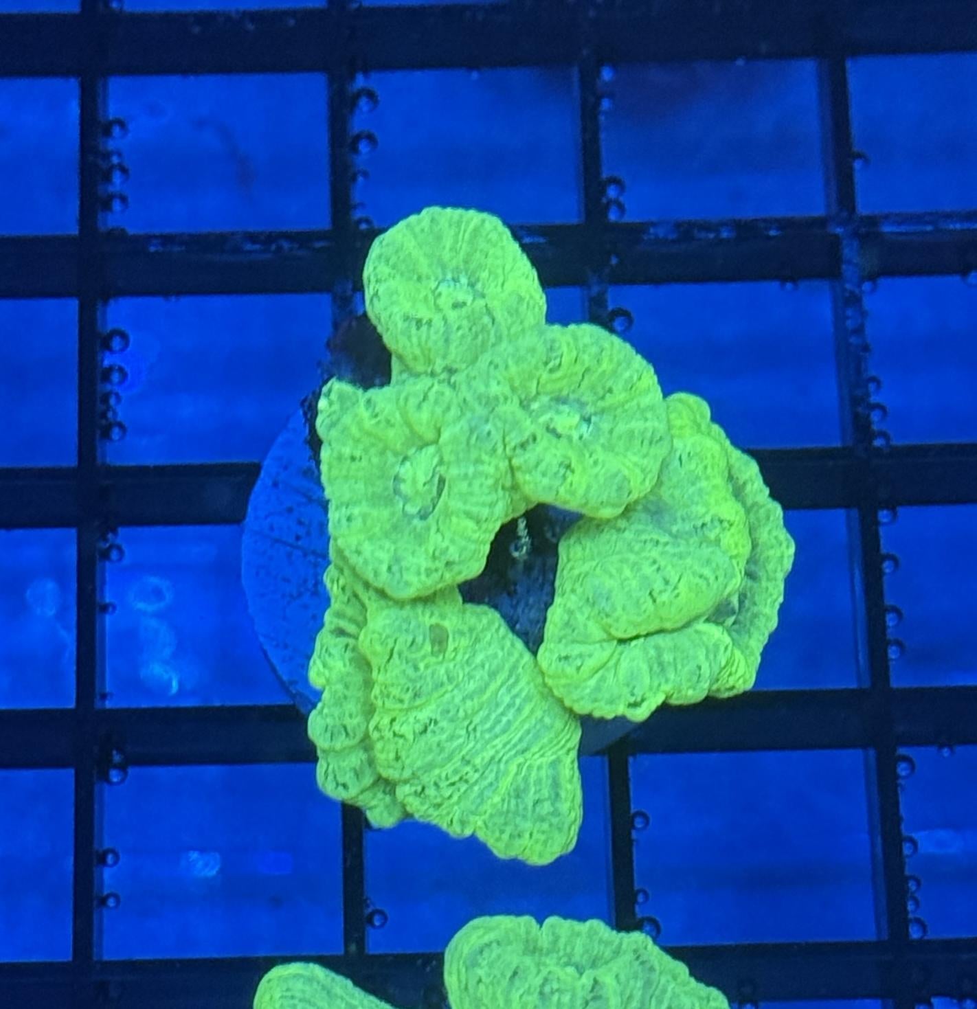 Kryptonite Candy Cane Coral Frag 10