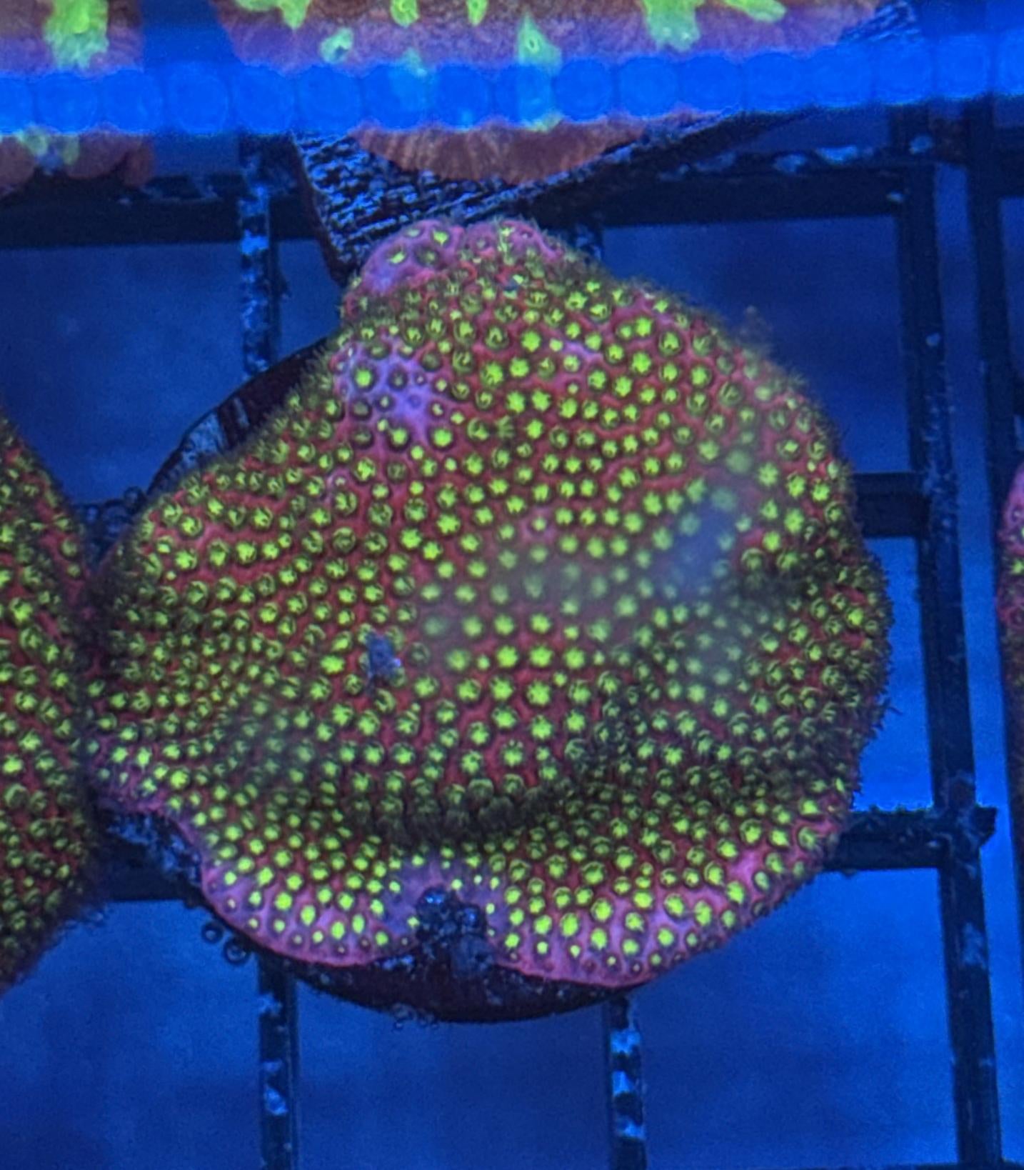 WWC Electric Daisy Stylocoeniella Frag 3