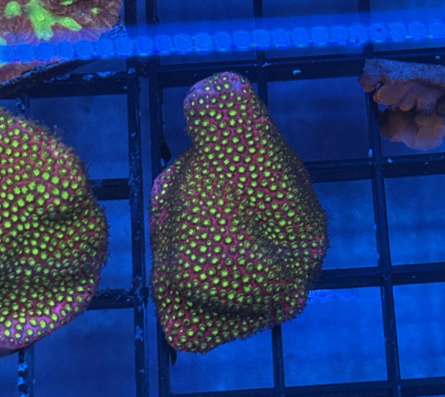 WWC Electric Daisy Stylocoeniella Frag 4