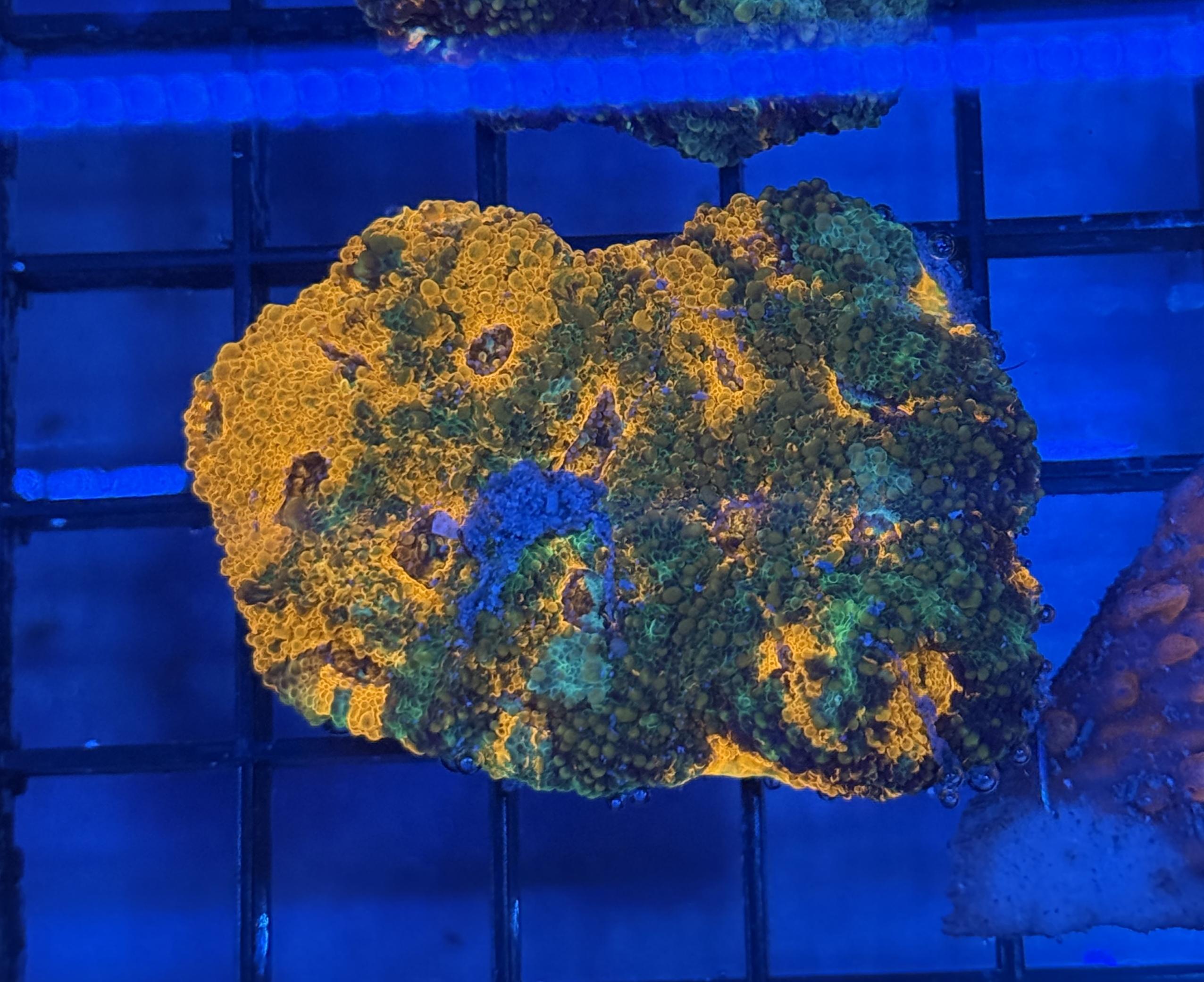 Orange Marble Acan Echinata Coral