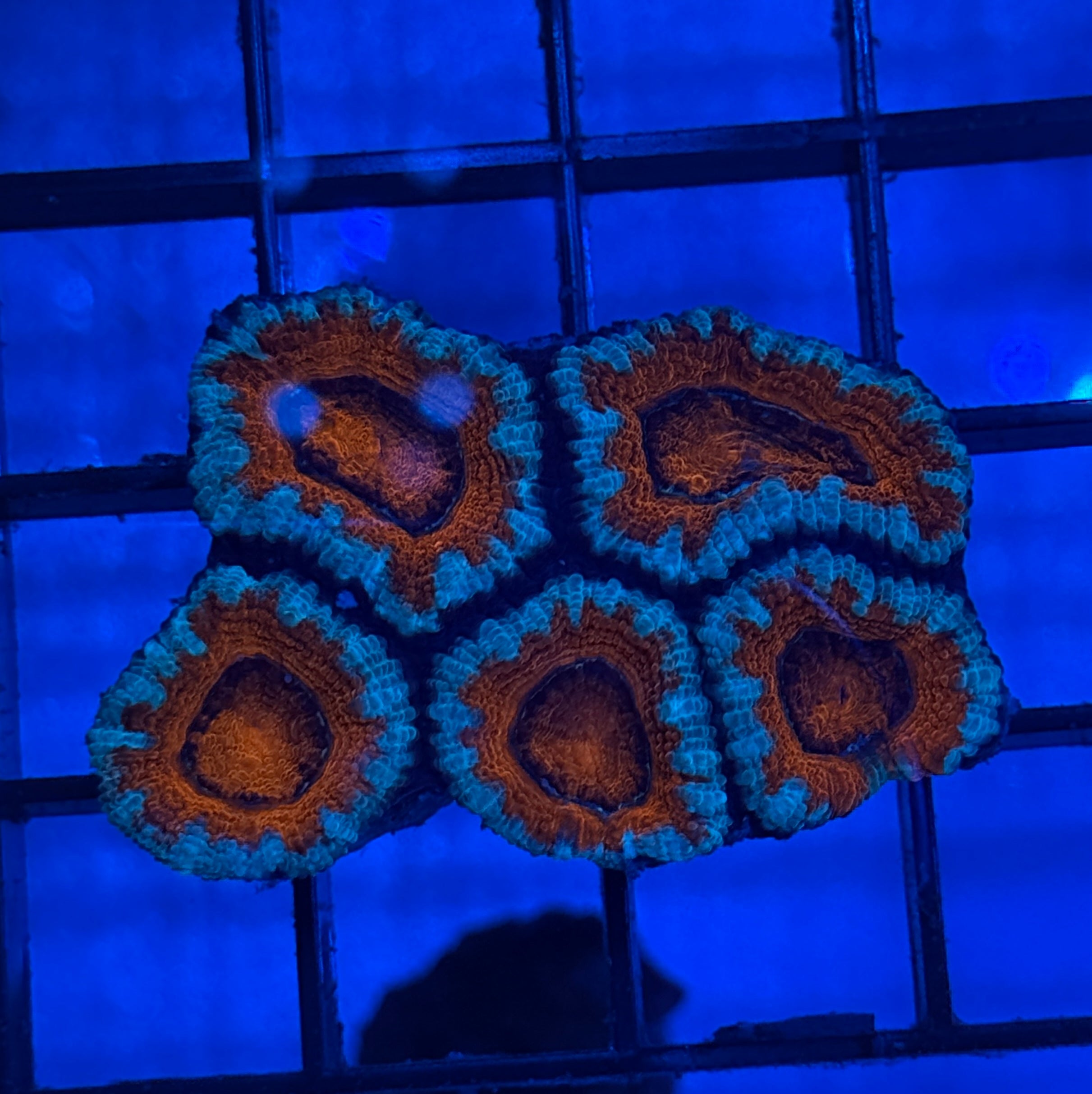 Ultra Acan R2