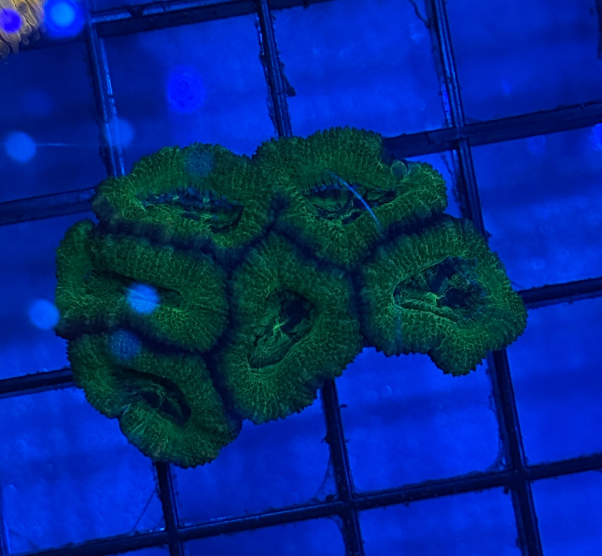 Ultra Acan R3