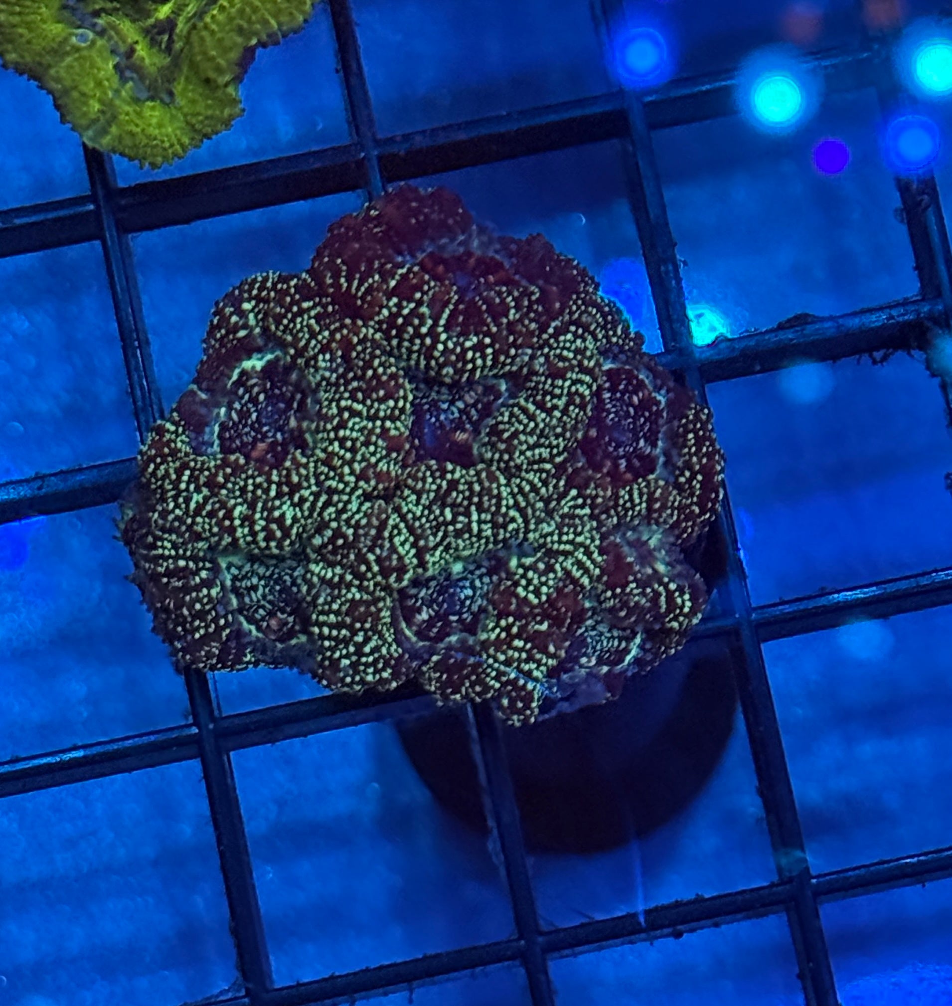 Ultra Acan R5