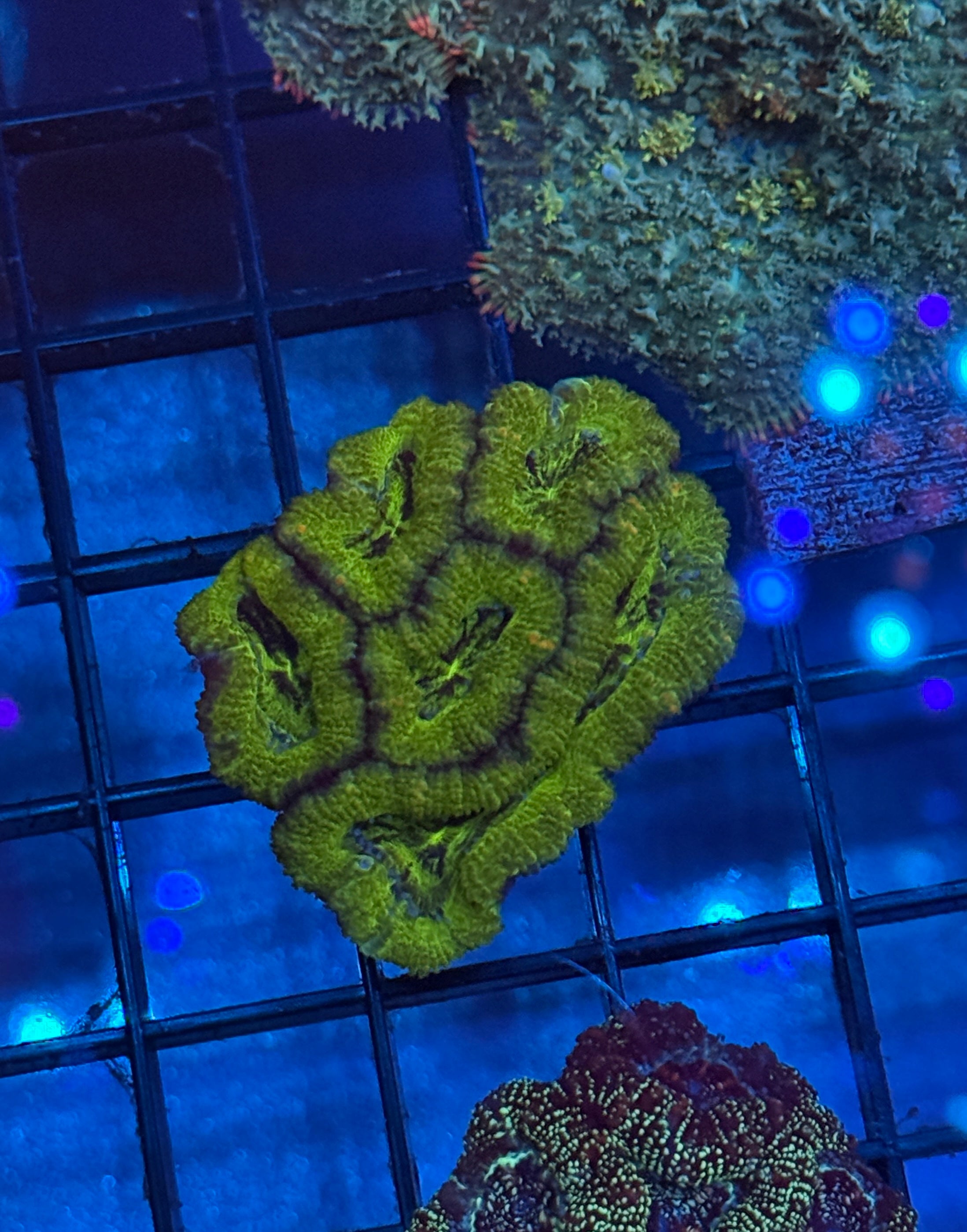 Ultra Acan R6