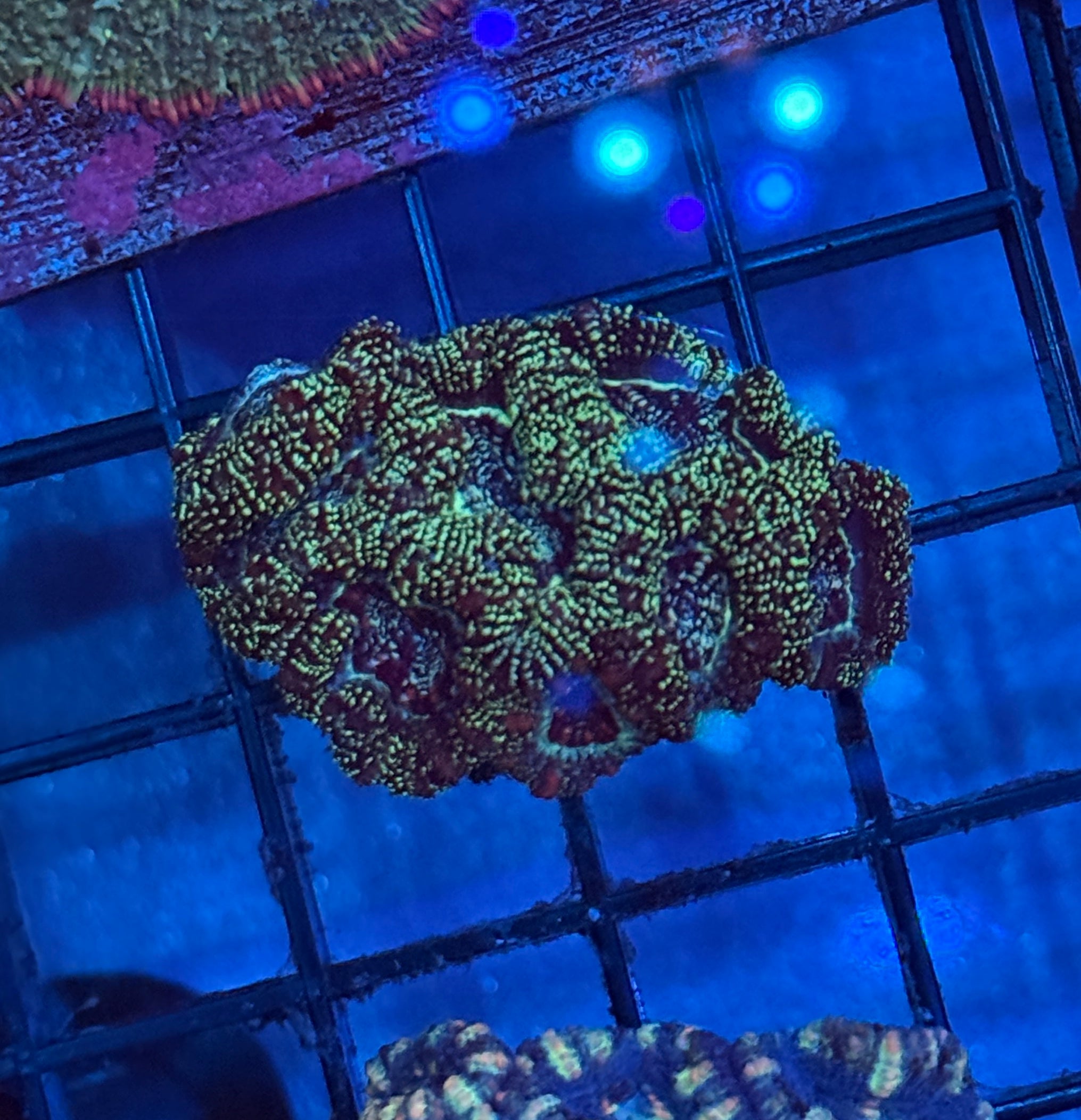 Ultra Acan R7