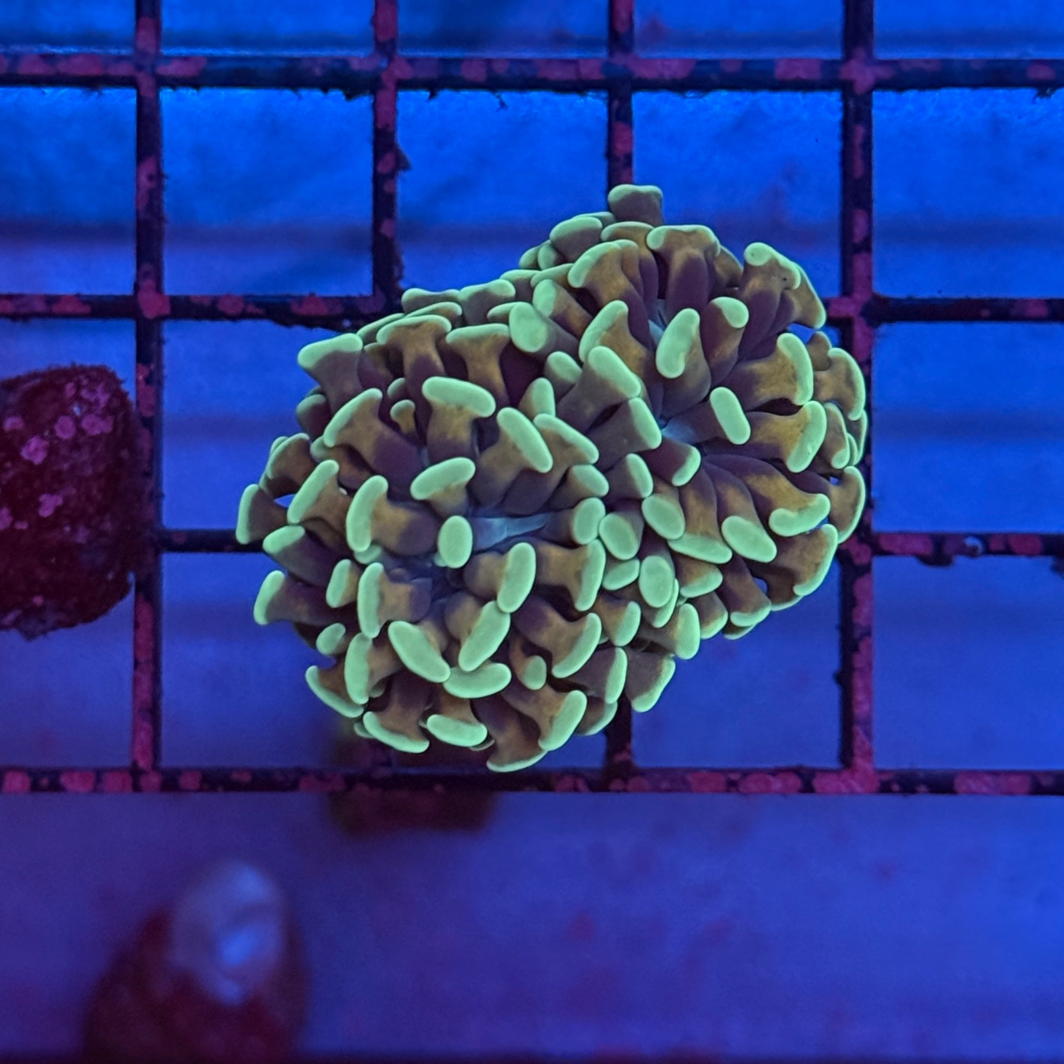 Gold Honeycomb Hammer Coral R2C1