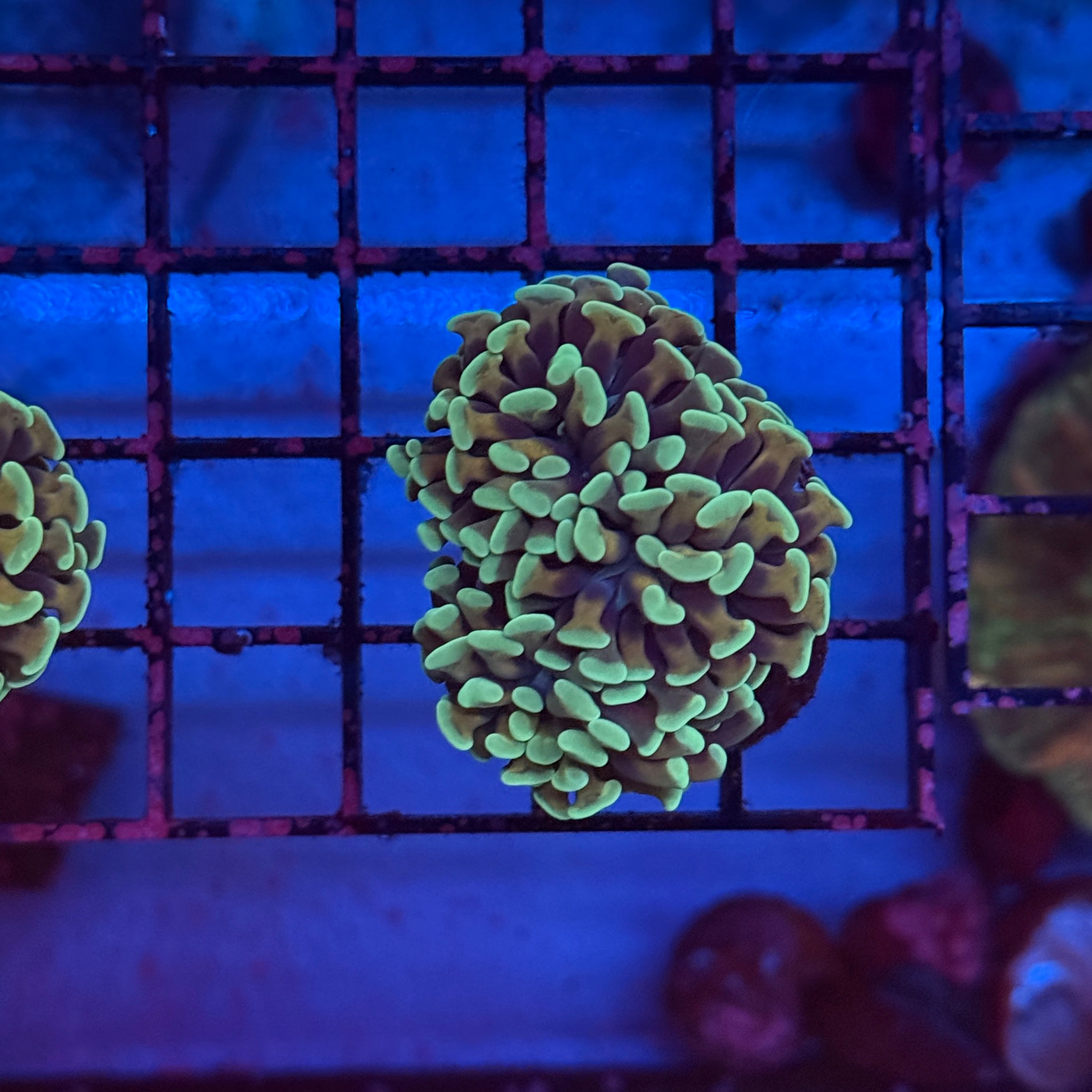 Gold Honeycomb Hammer Coral R2D1