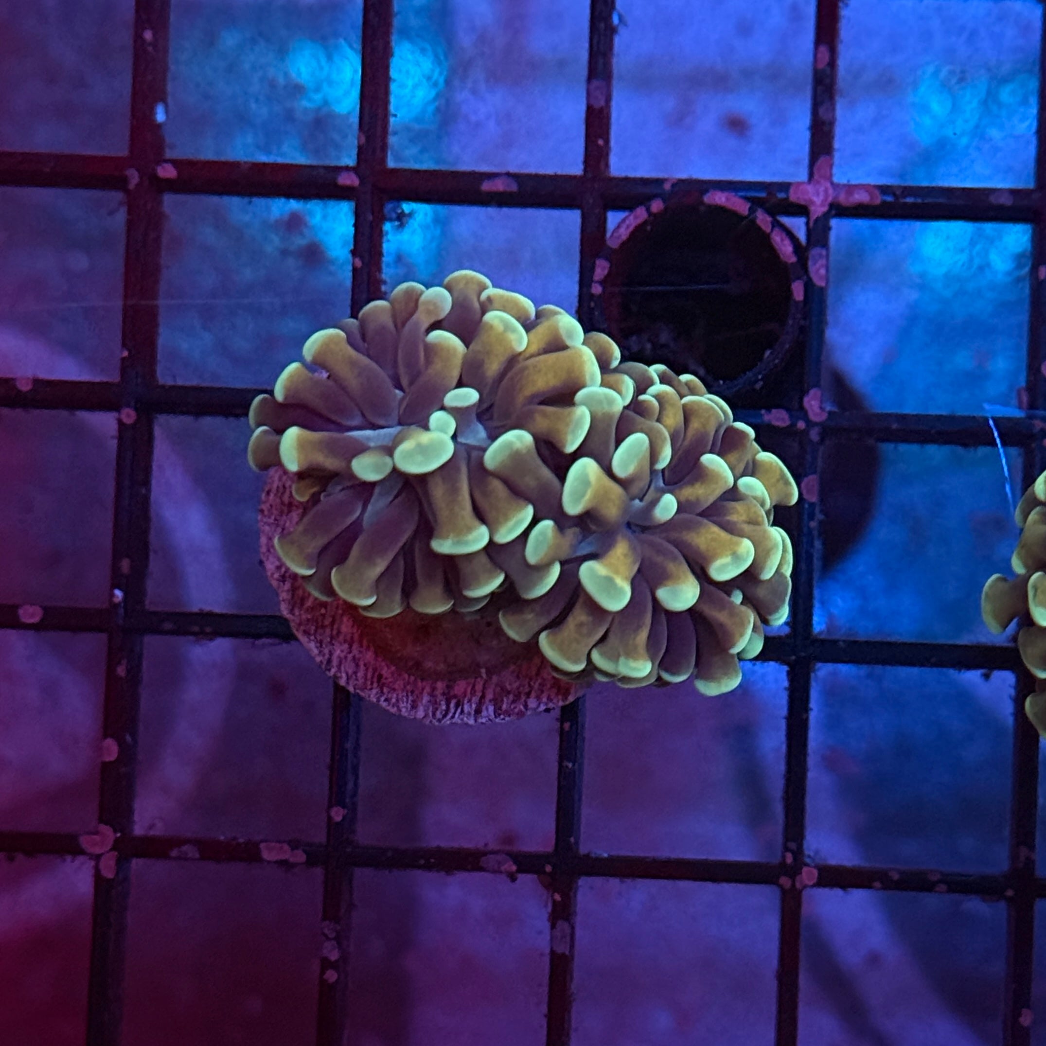 Gold Honeycomb Hammer Coral R2A2