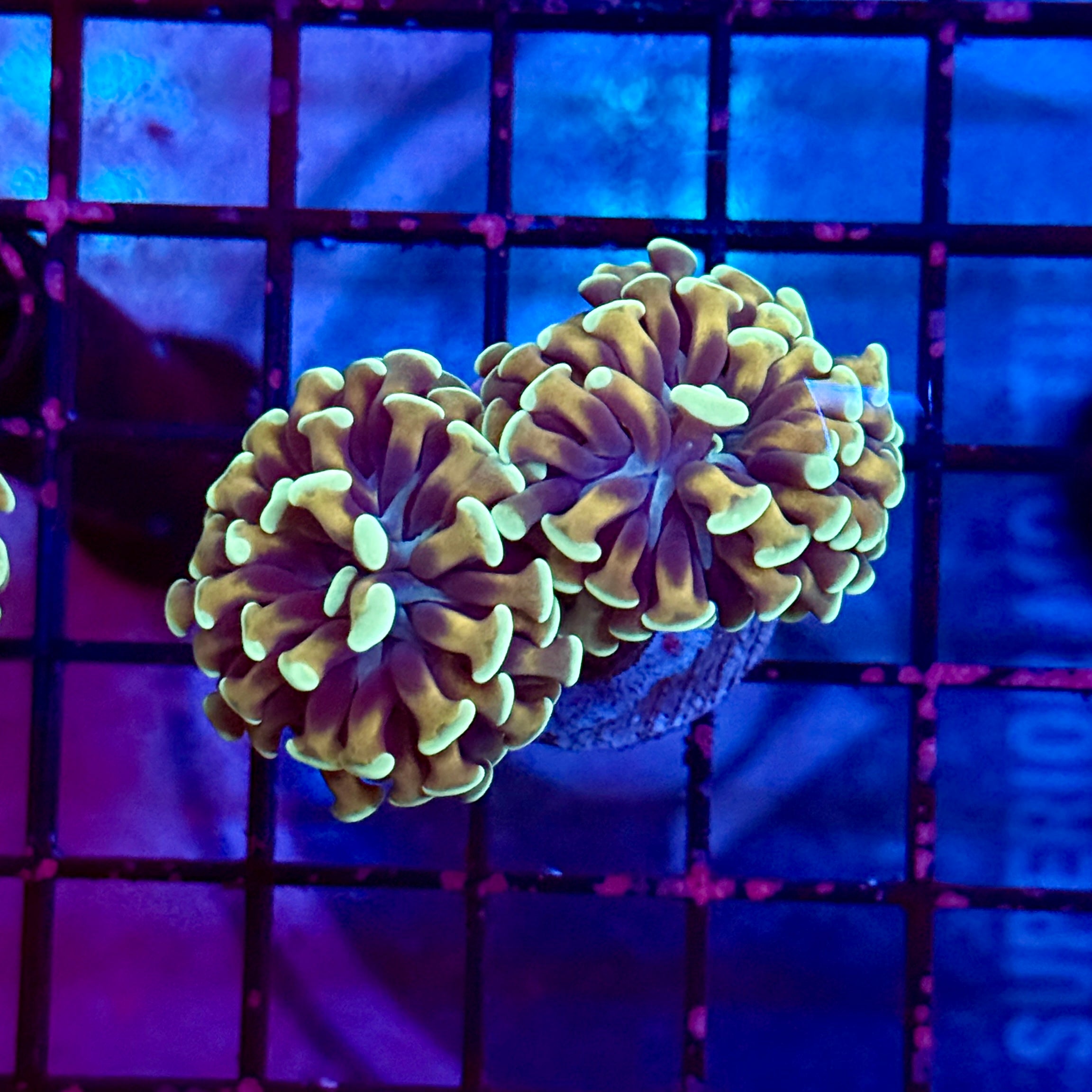 Gold Honeycomb Hammer Coral R2B2