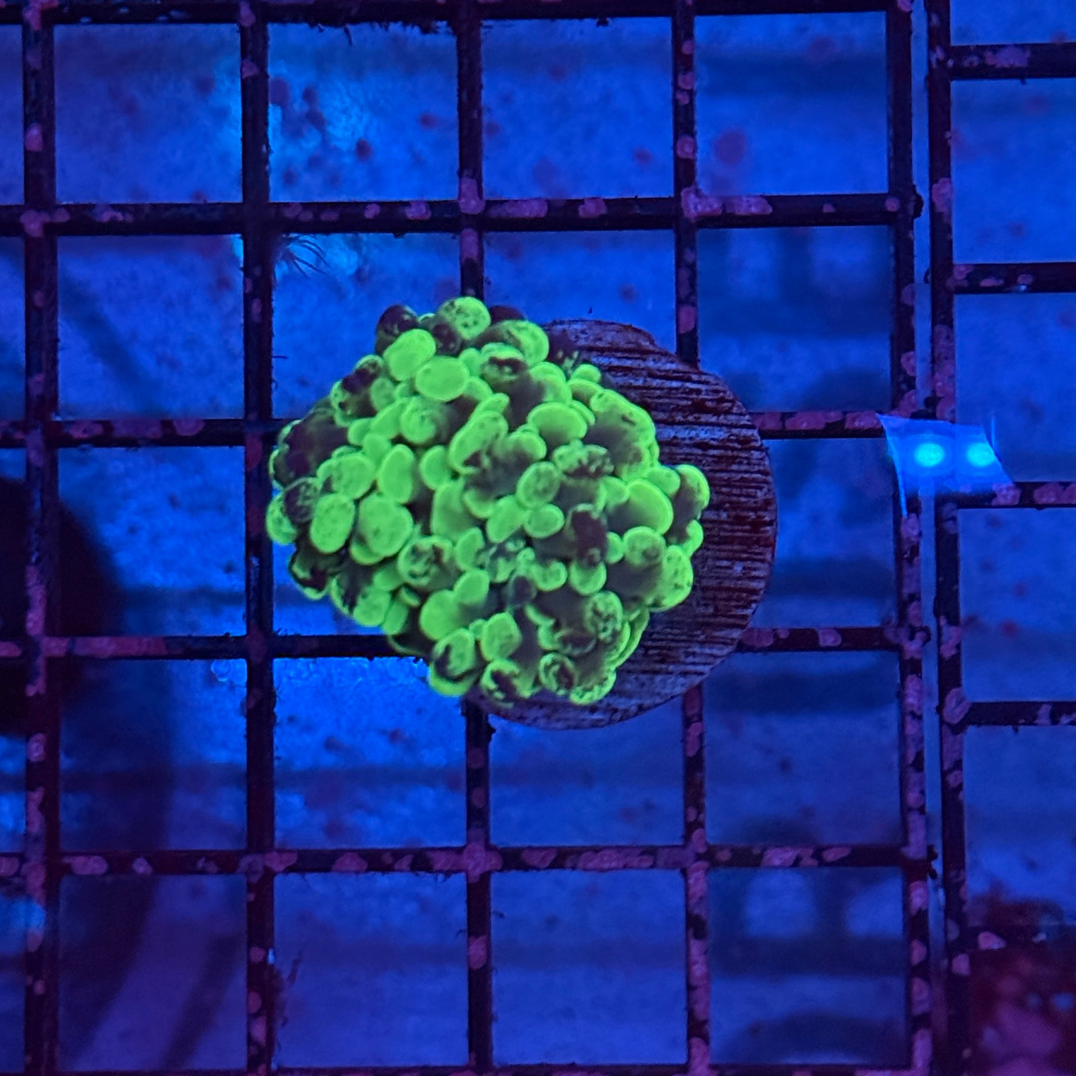 Toxic Splatter Hammer Coral R2D2