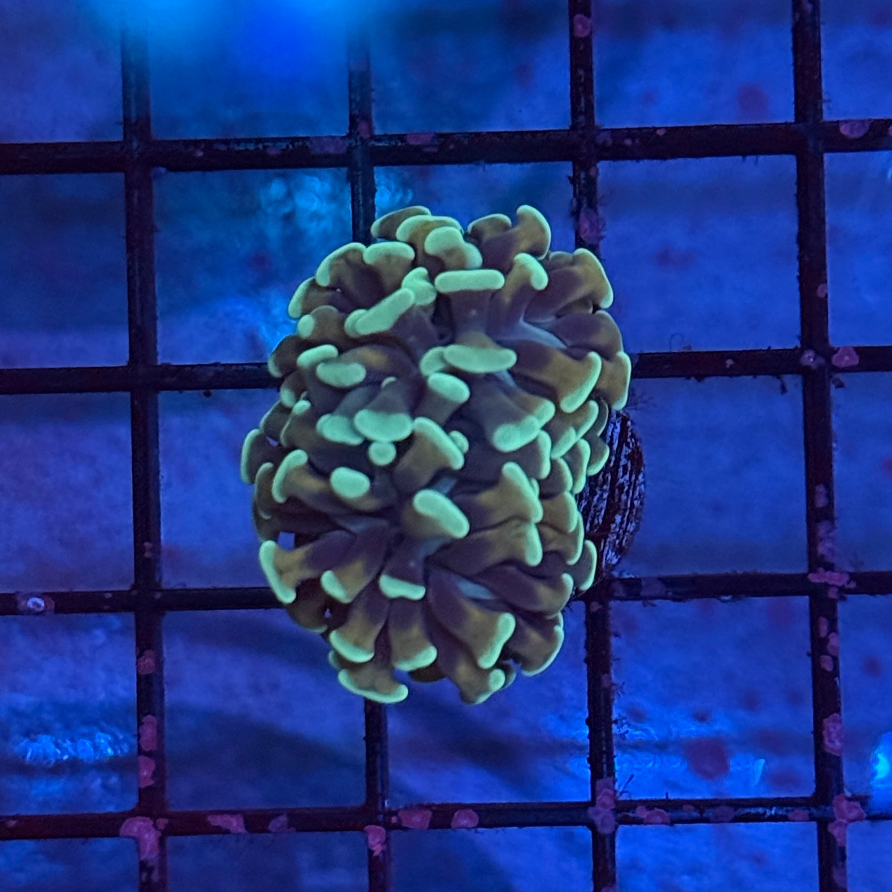 Gold Honeycomb Banana Hammer Coral R2C3