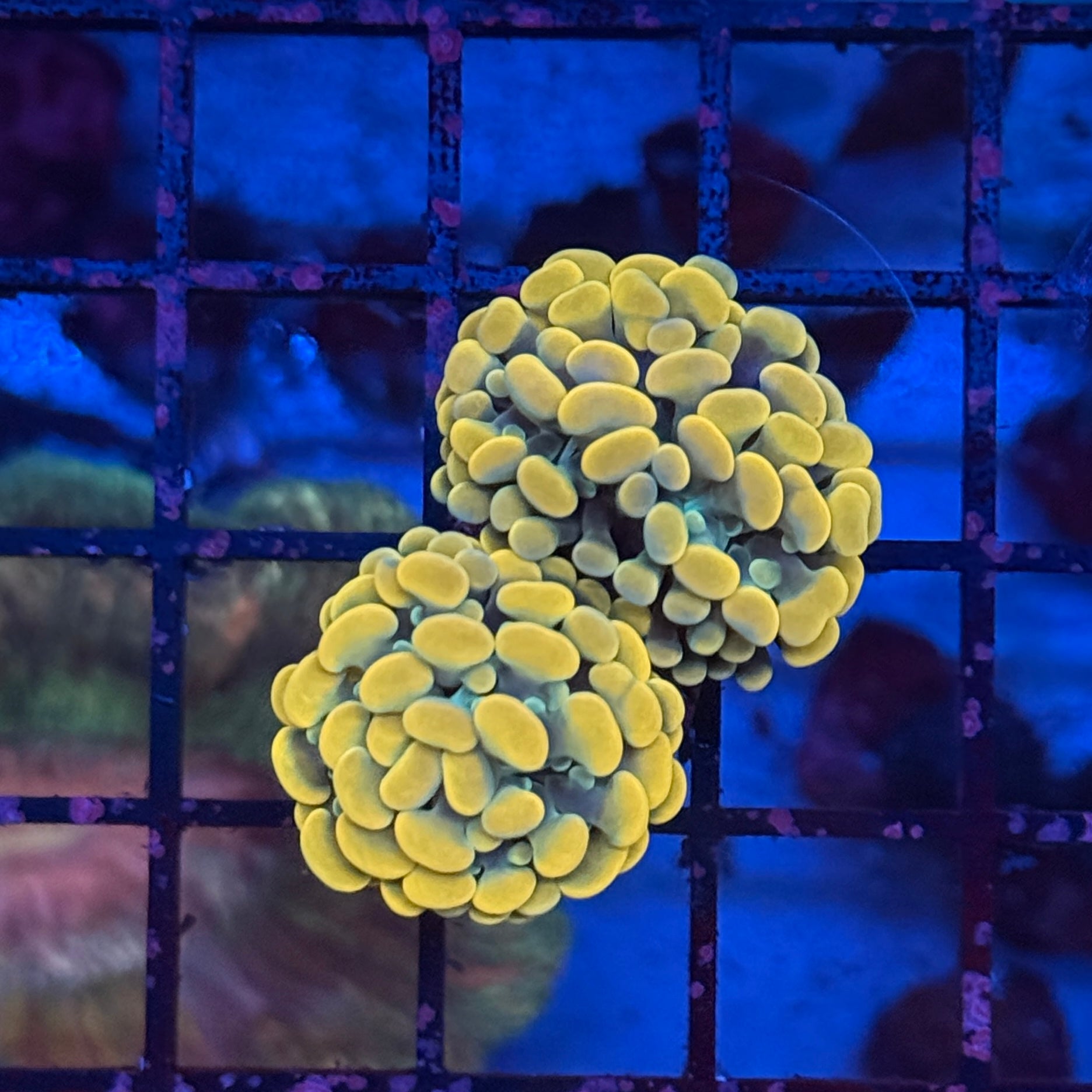 Gold Hammer Coral R3B1