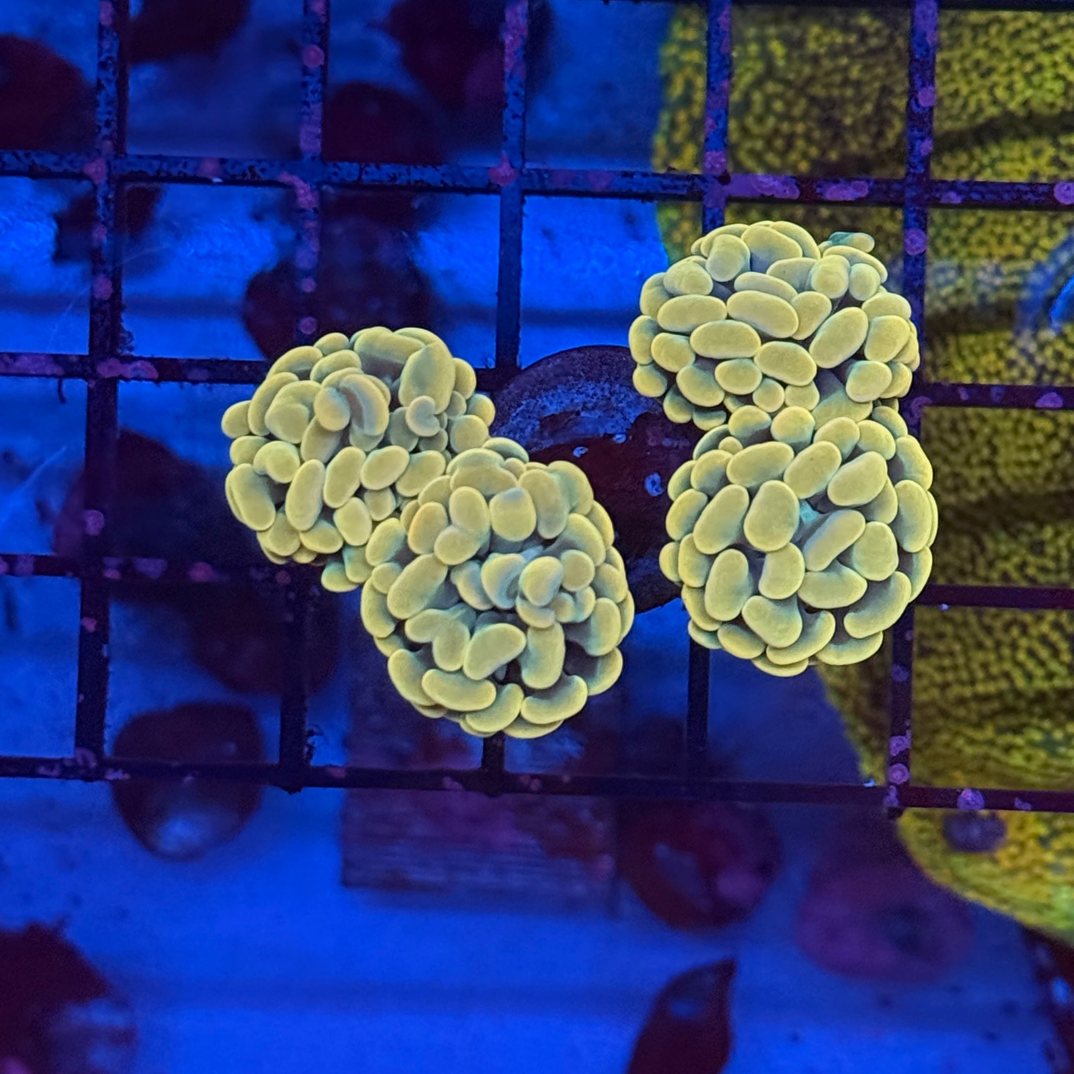 Gold Hammer Coral R3C1