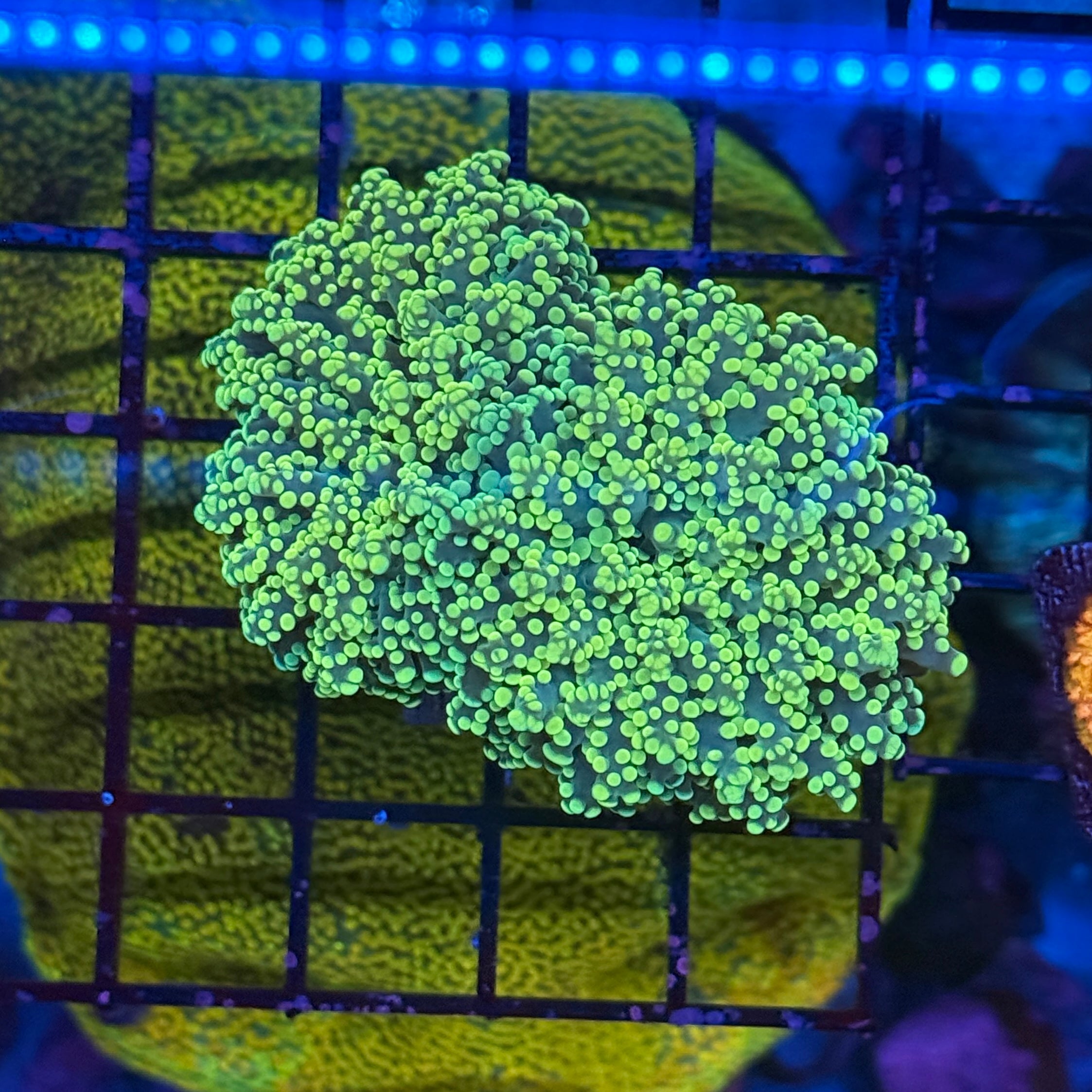 Yellow Tip Octospawn Coral R3D1