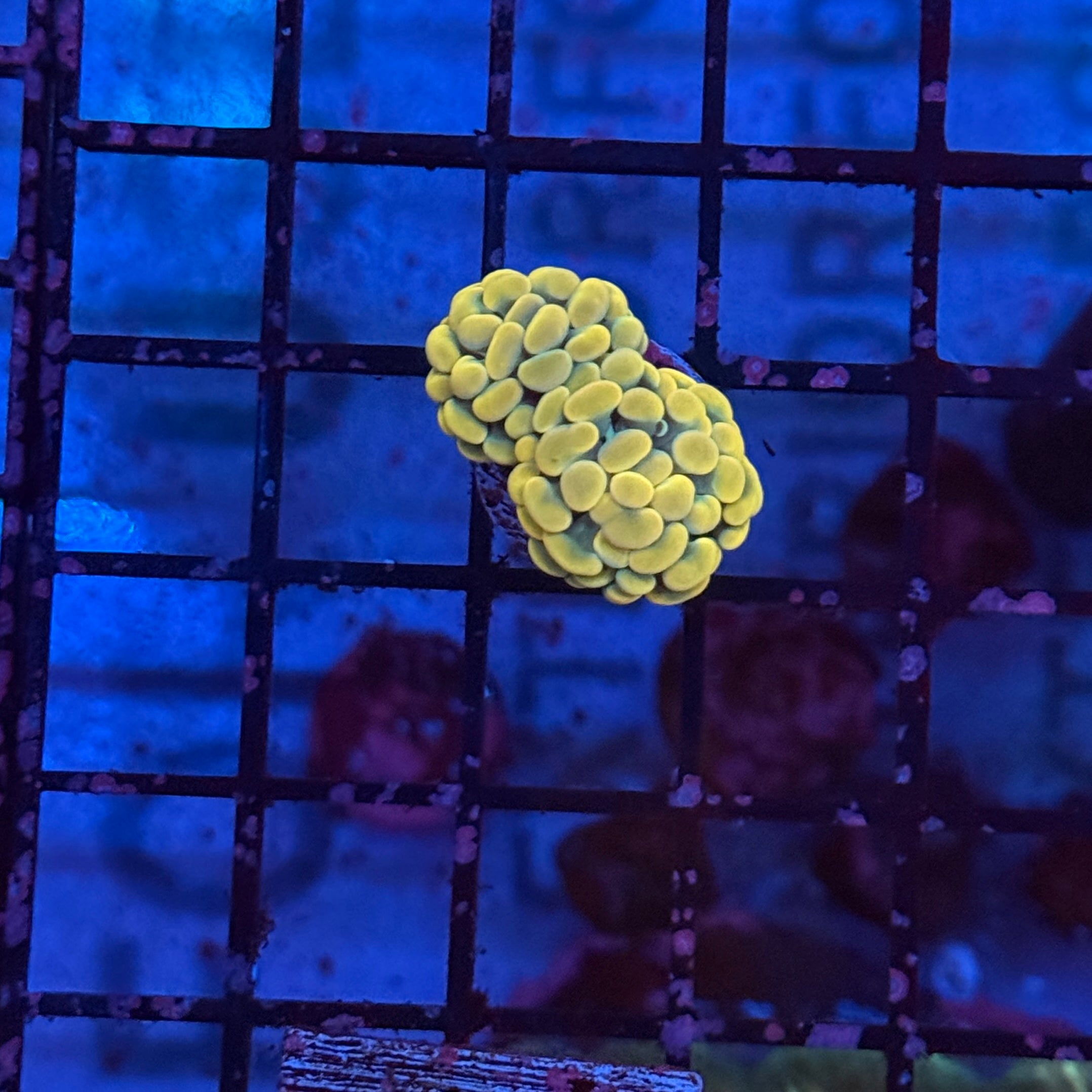 Gold Hammer Coral R3A2