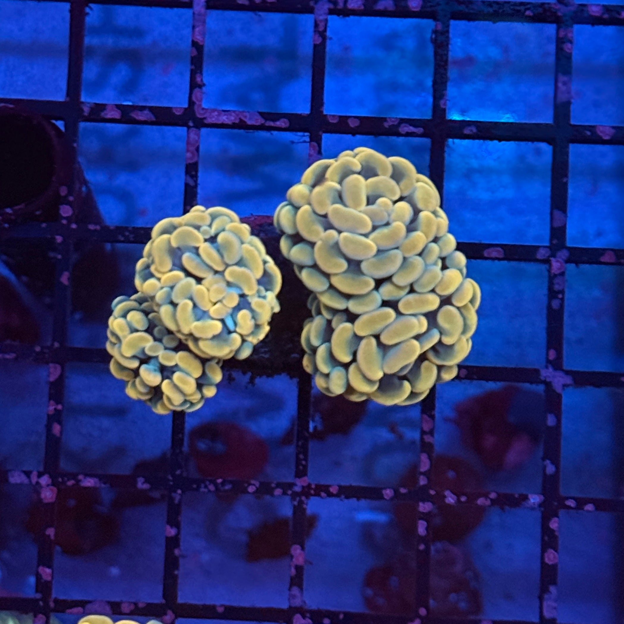 Gold Hammer Coral R3B2