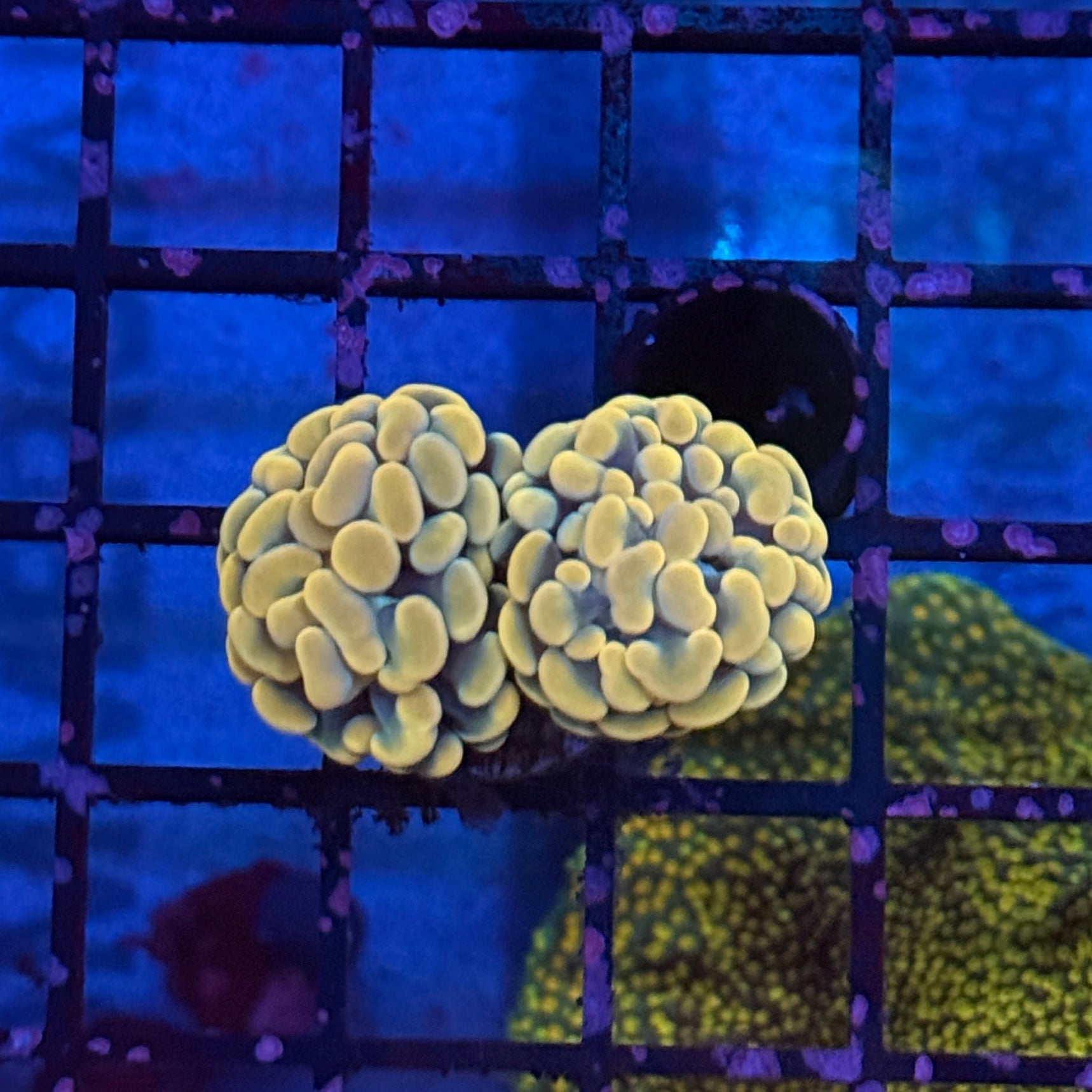 Gold Hammer Coral R3C2