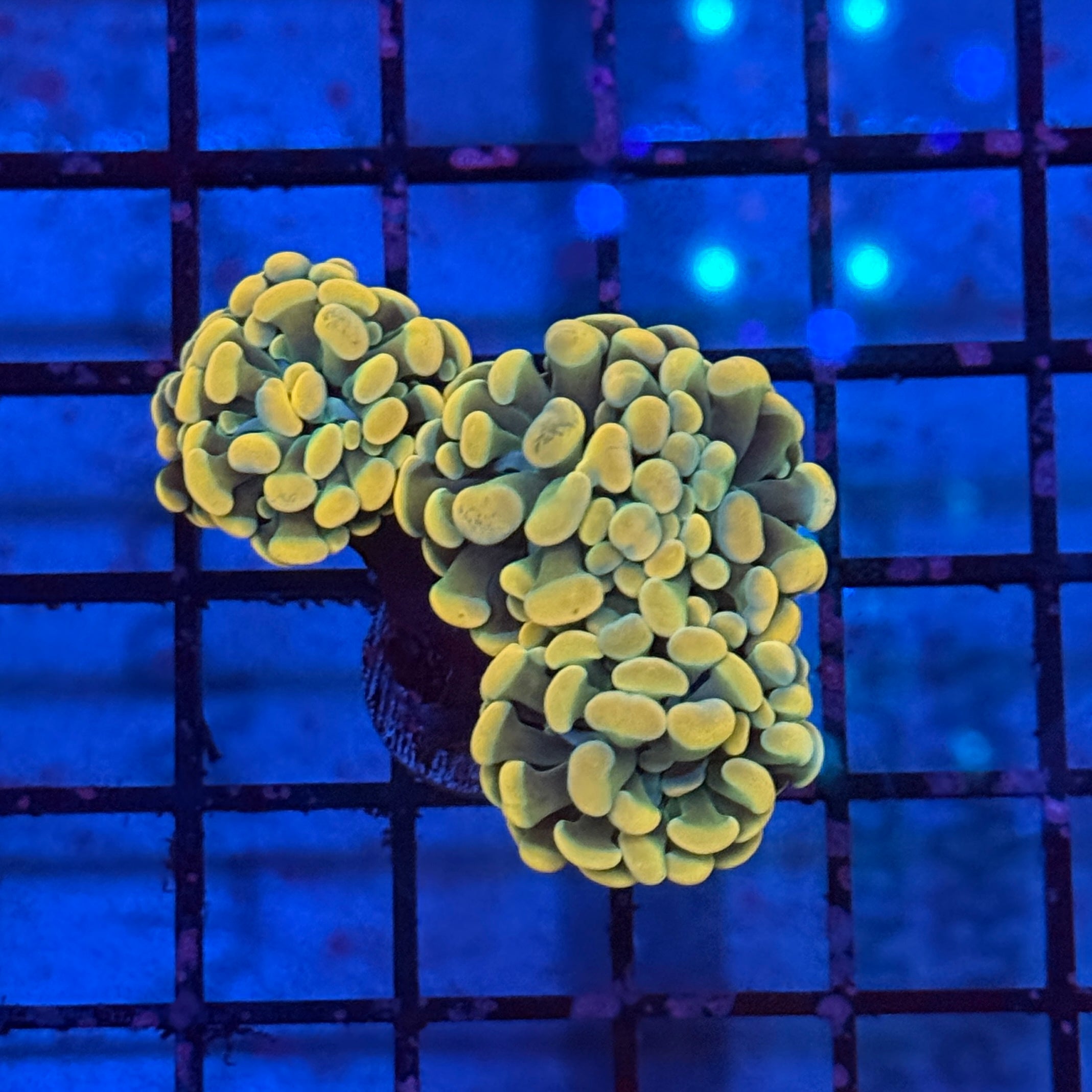 Gold Hammer Coral R3C3