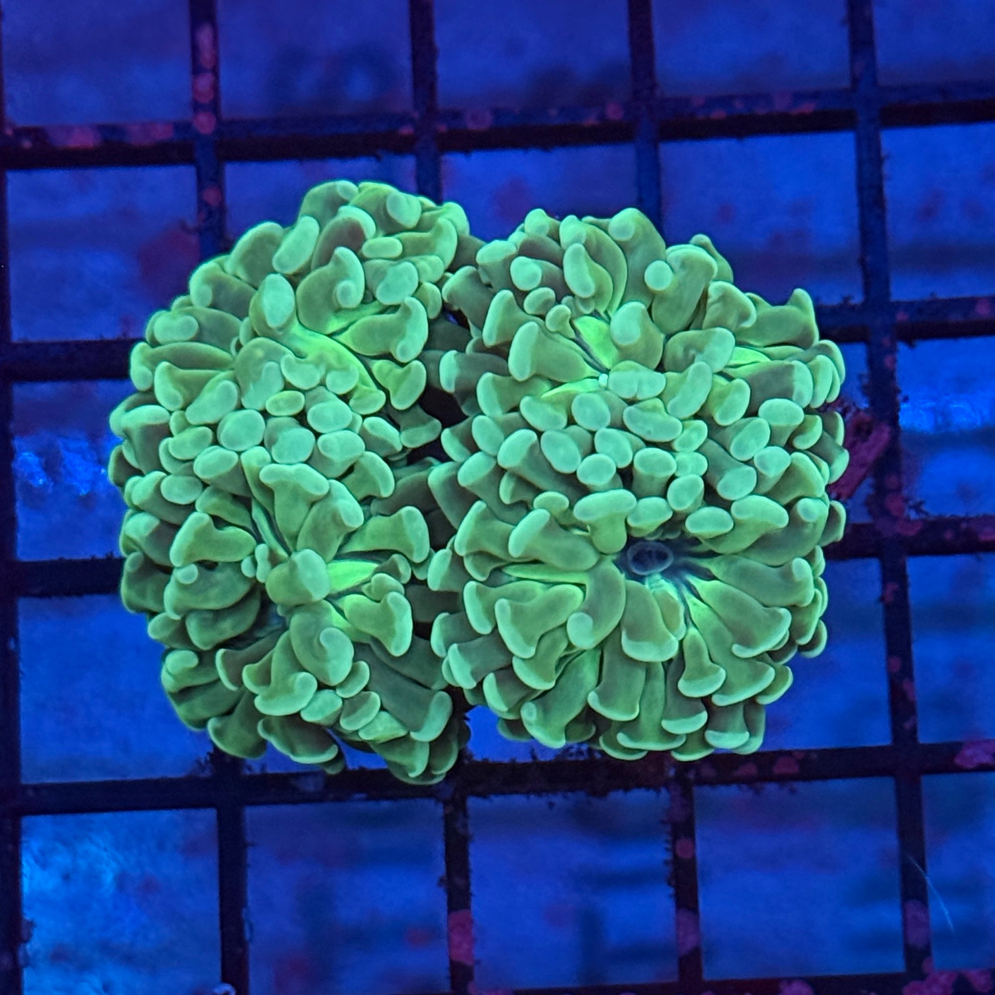 Mint Green Hammer Coral R3A4