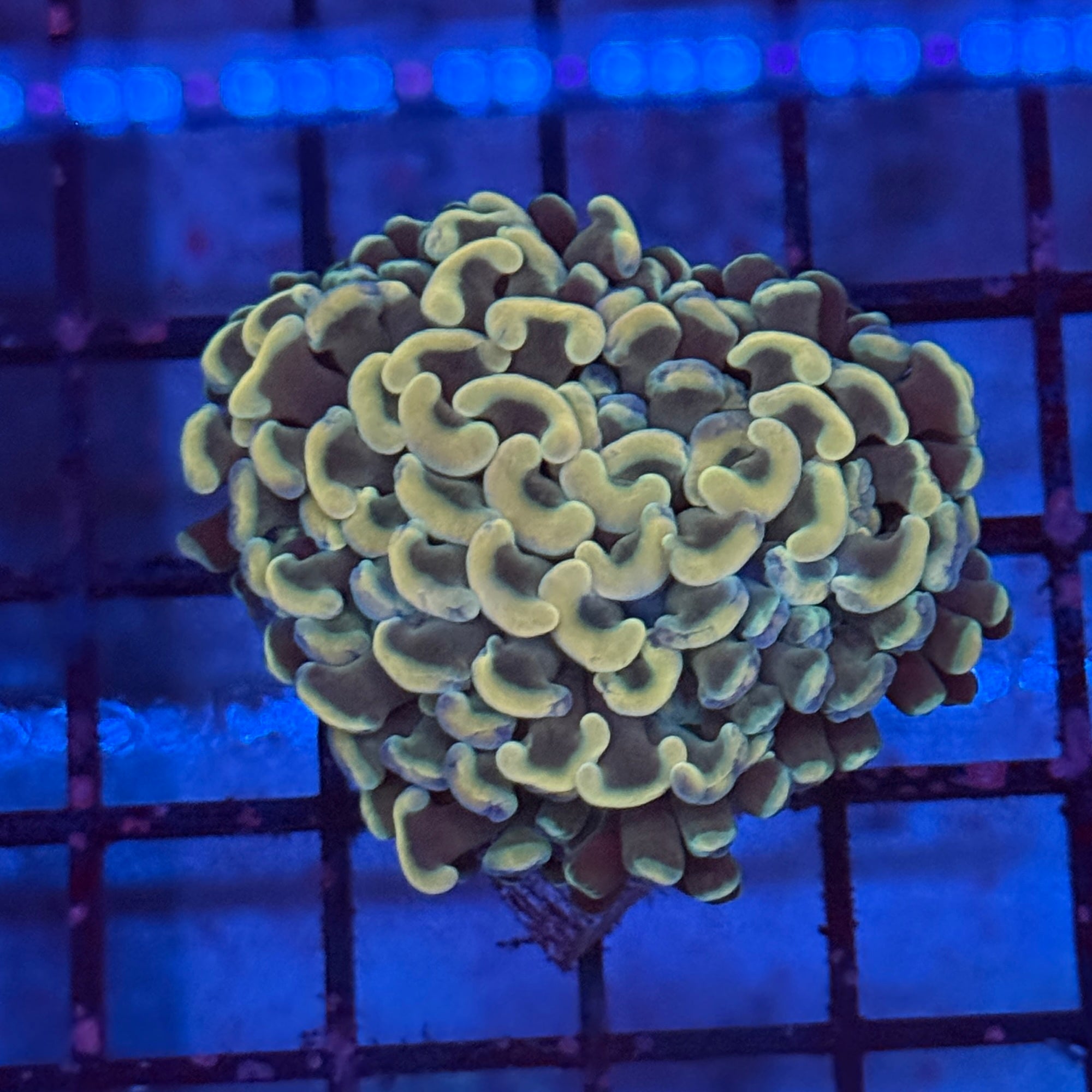 Jumbo Gold Hammer Coral R3D4