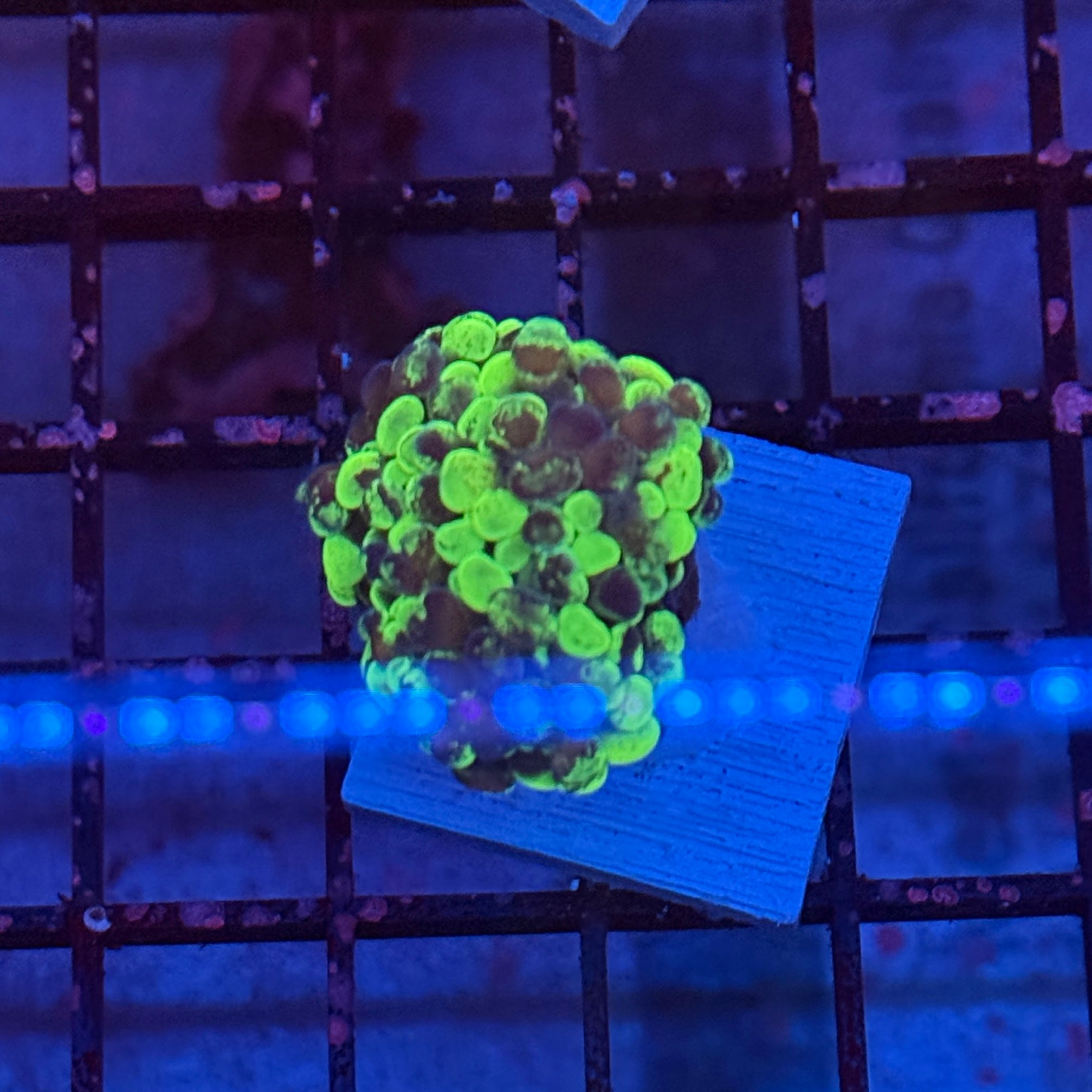 Toxic Splatter Hammer Coral R3C6