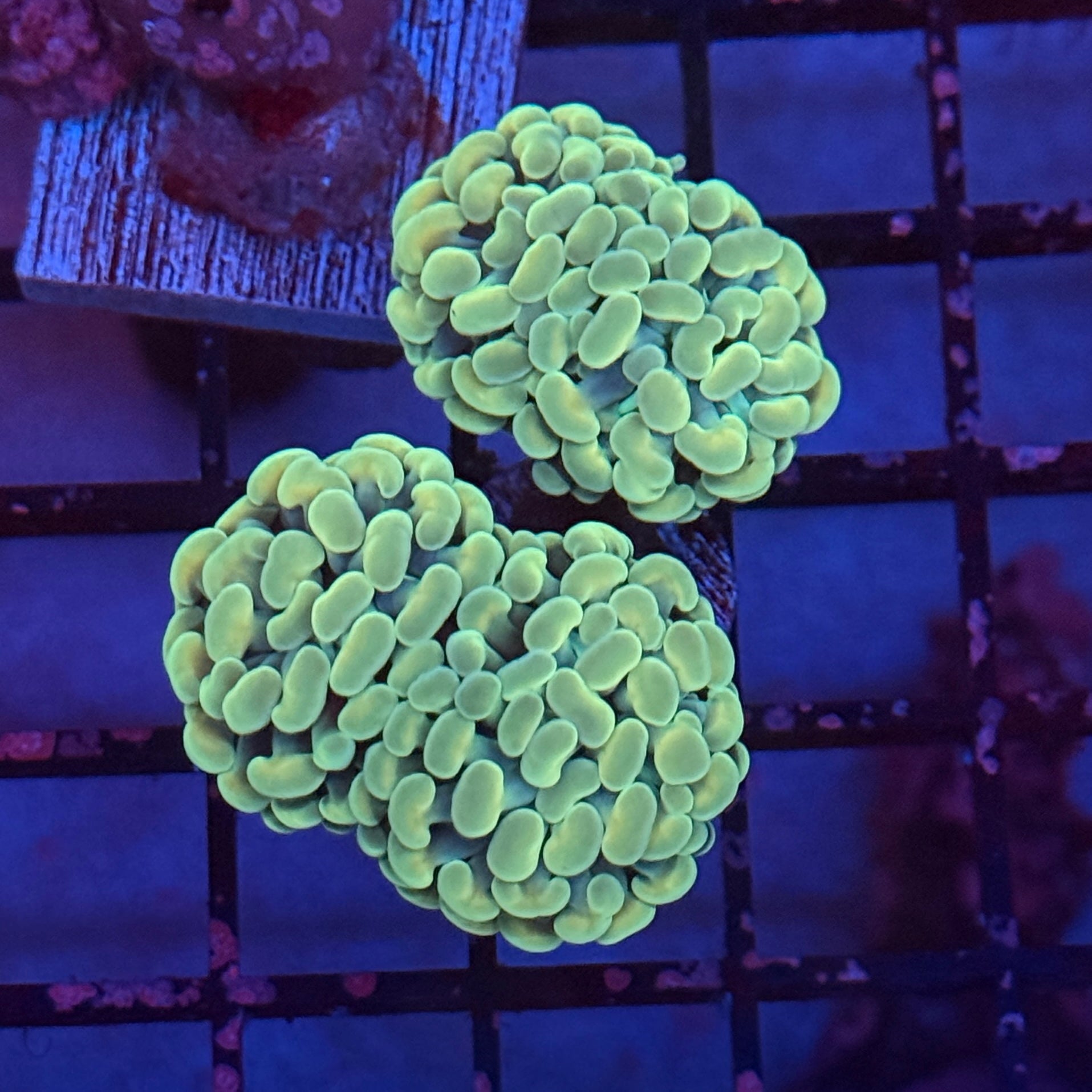 Master Hammer Coral R3B7