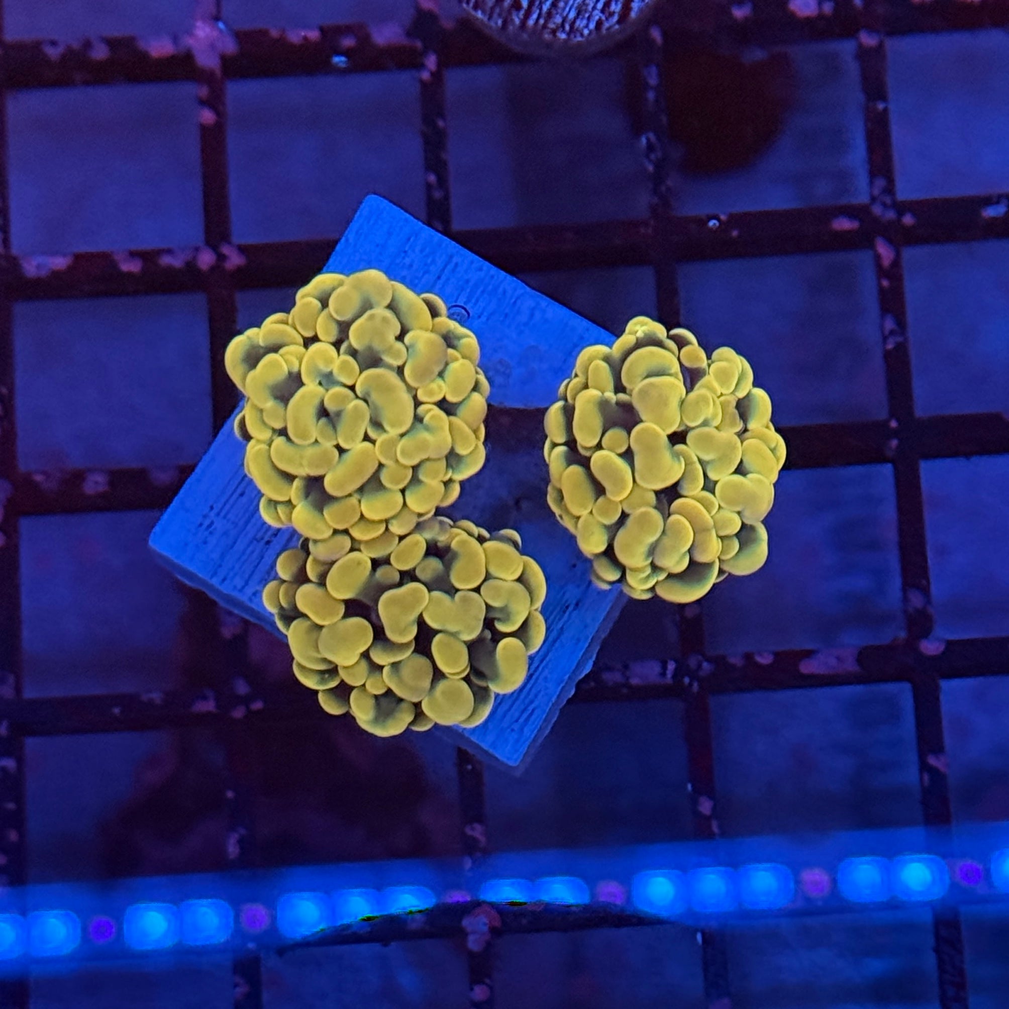 Gold Hammer Coral R3C7