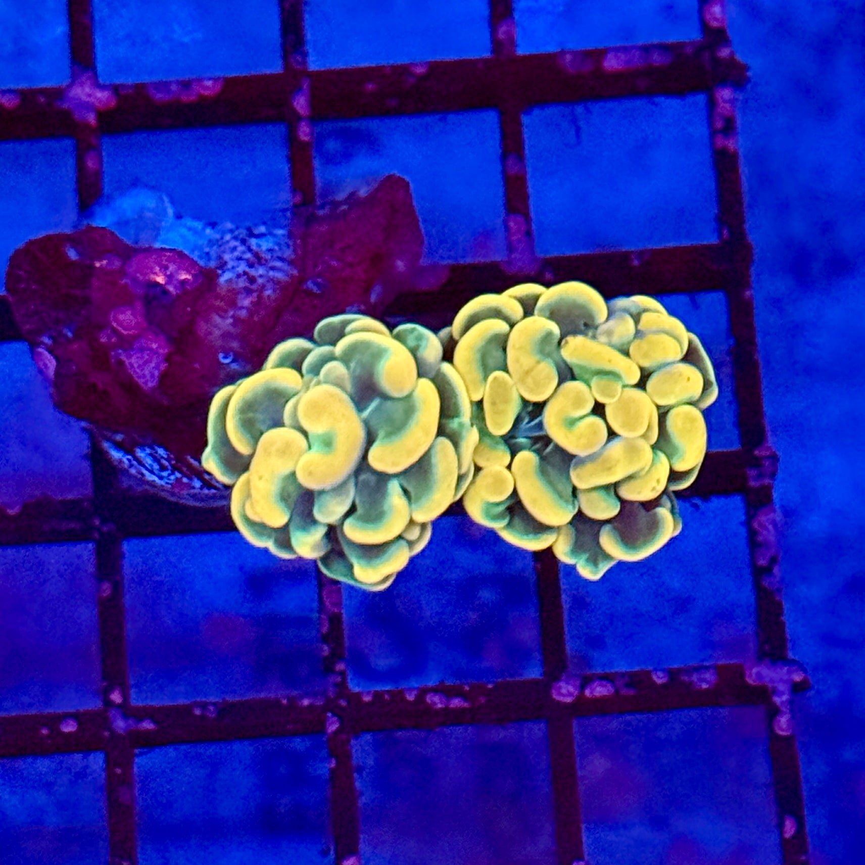 Gold Hammer Coral R3D8