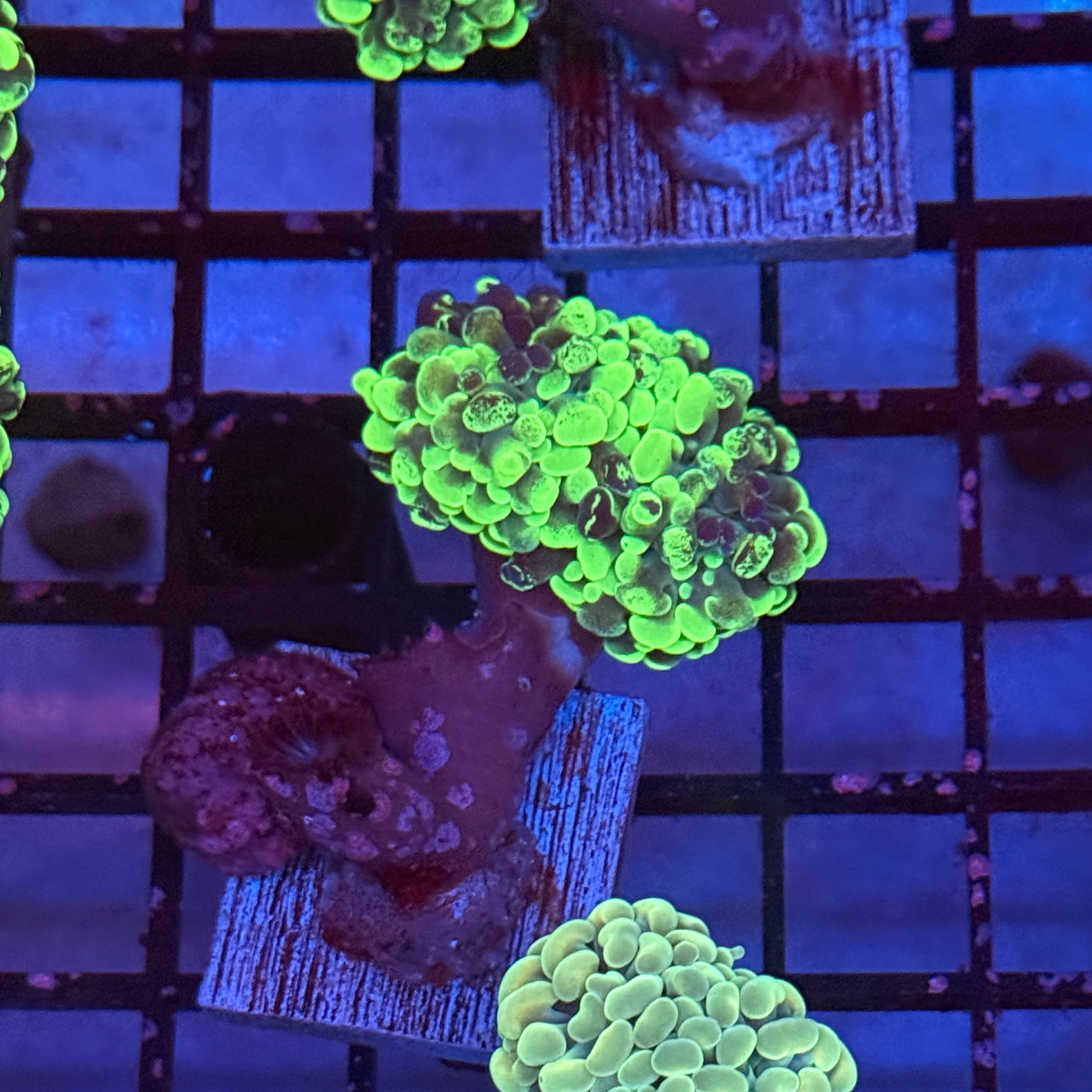 Toxic Splatter Hammer Coral R3B8