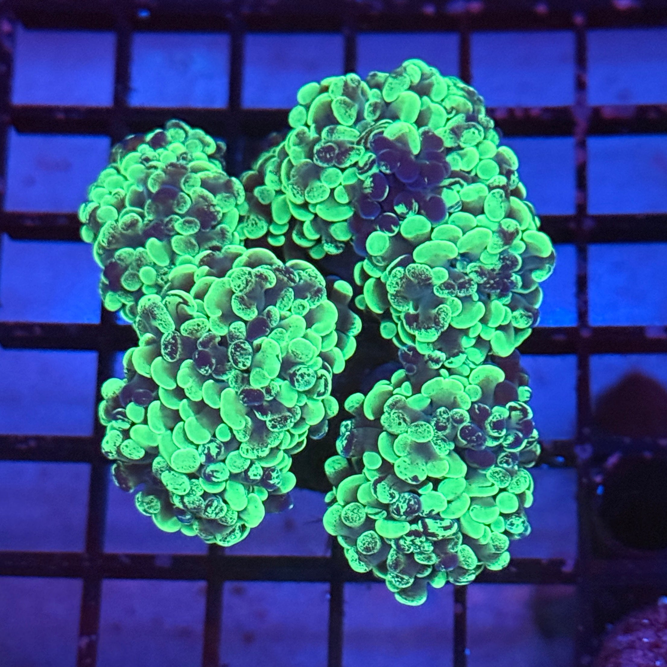 Toxic Splatter Hammer Coral Mini Colony R3A8