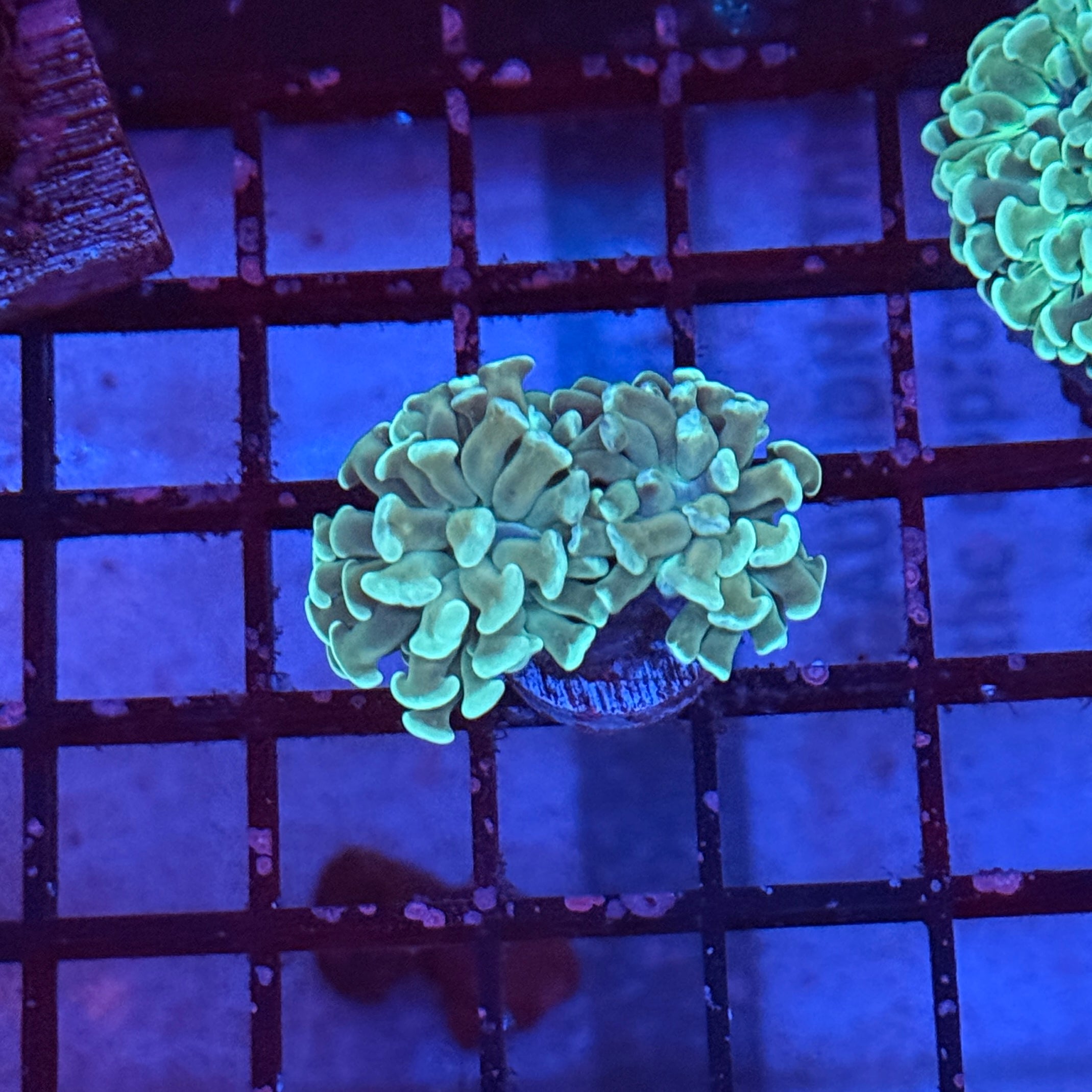 Mint Green Hammer Coral R3C9