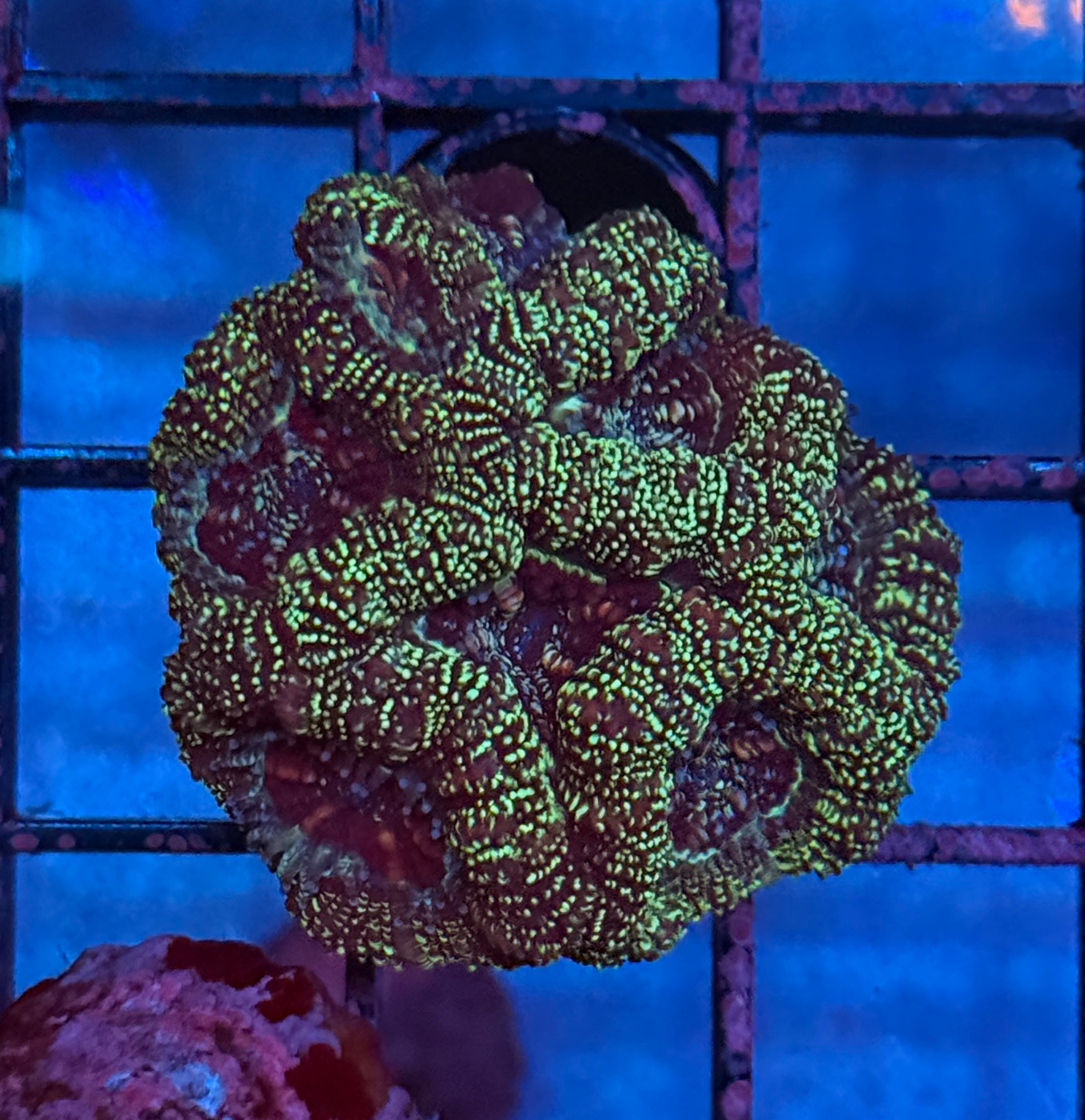 Ultra Acan Frag 16