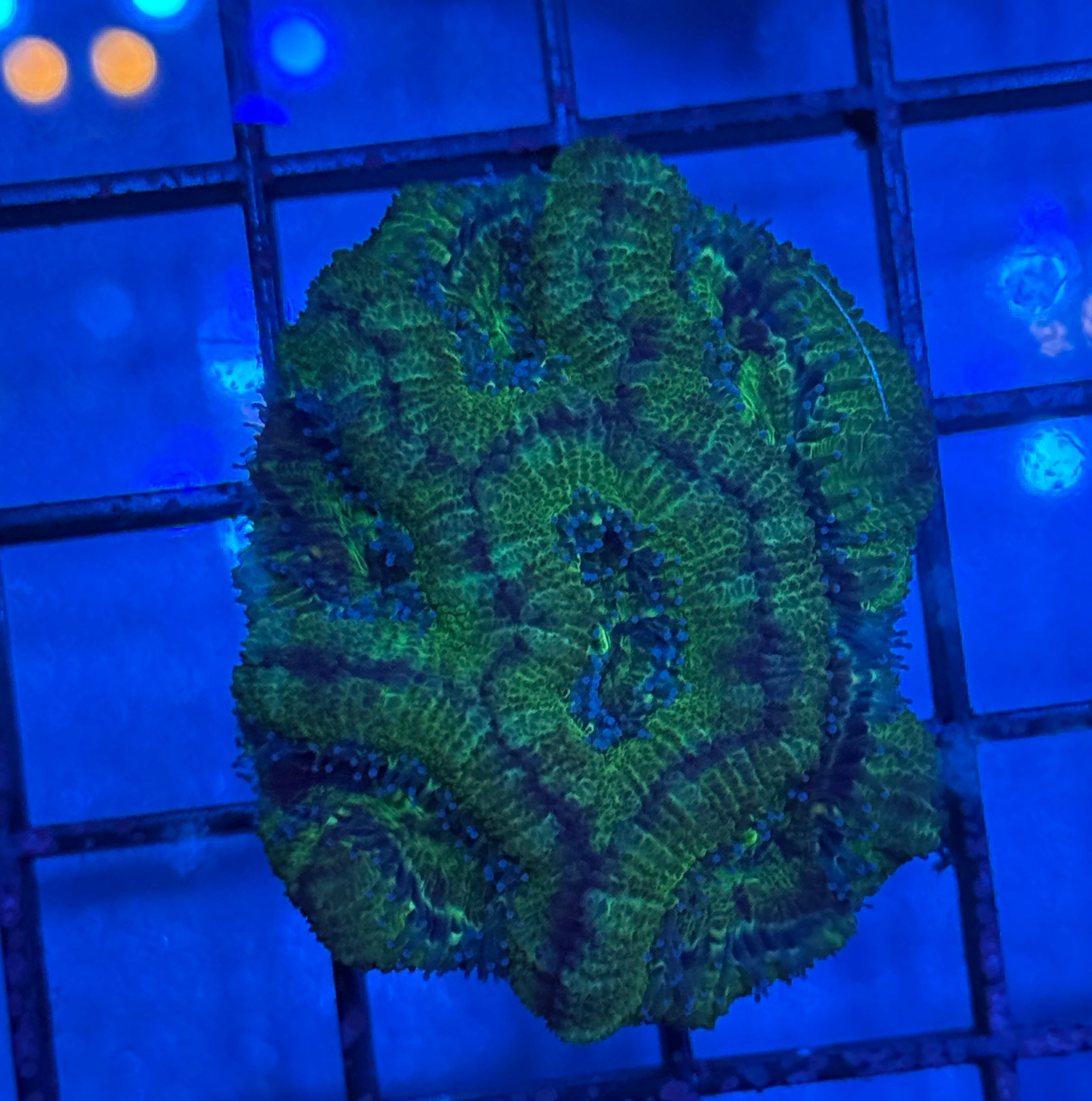 Ultra Acan Frag 30