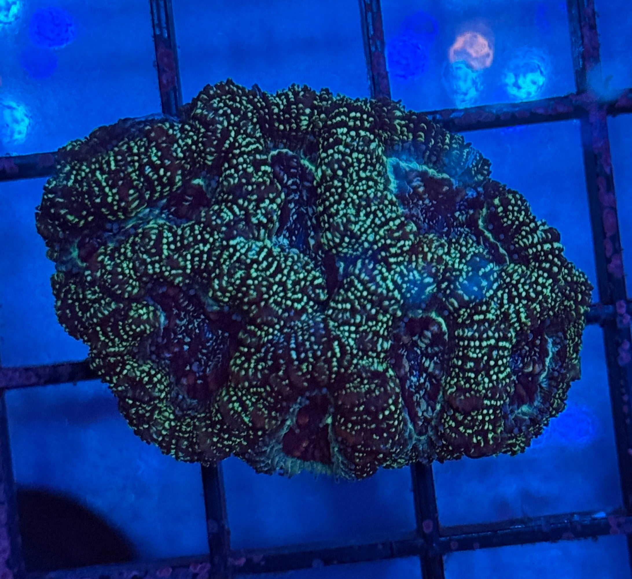 Ultra Acan Frag 34