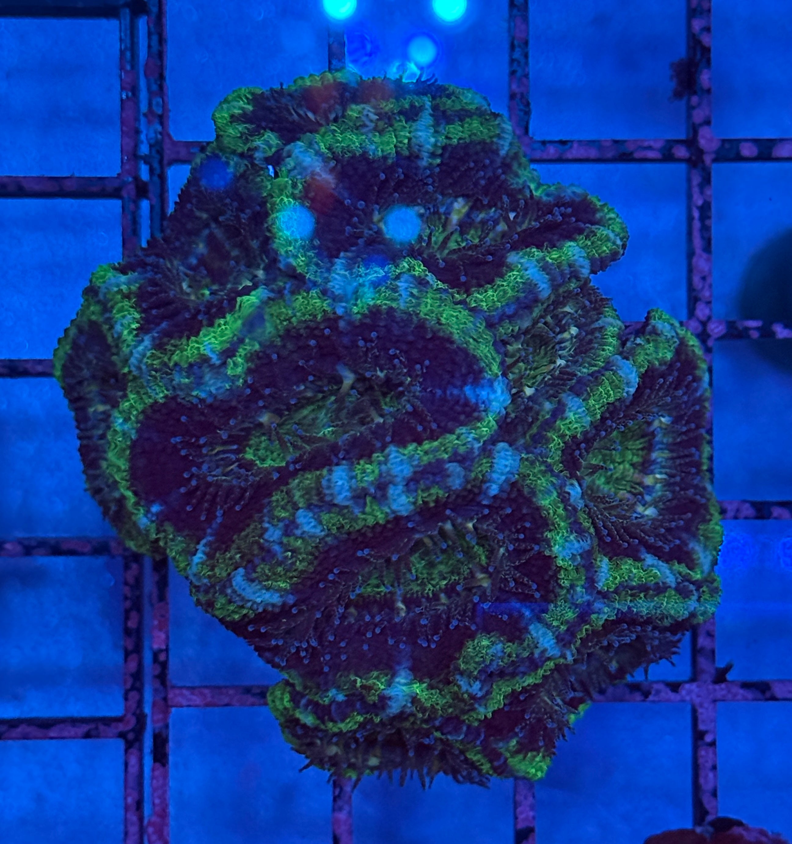 Ultra Acan Frag 2