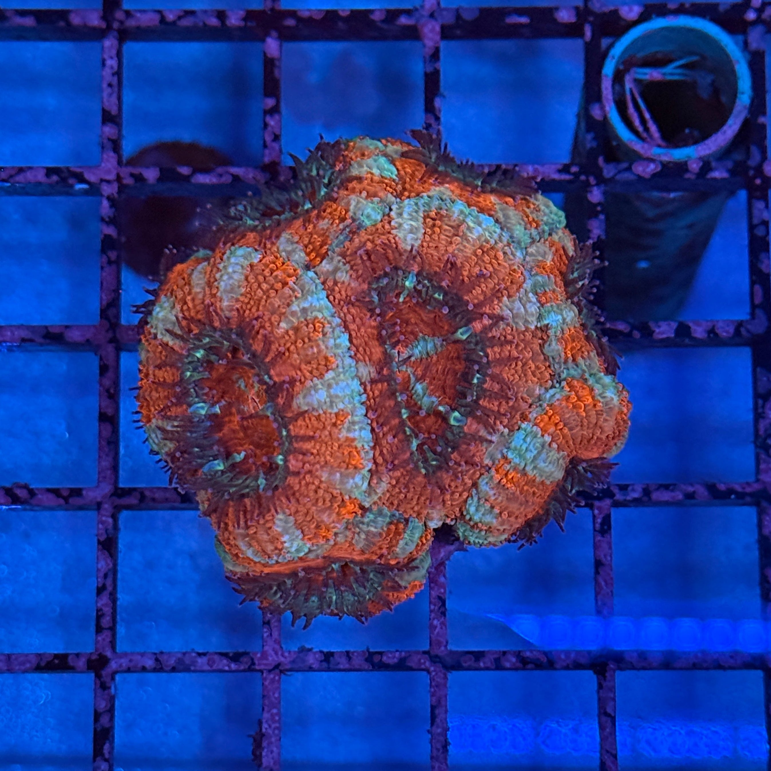 Ultra Acan Frag 6