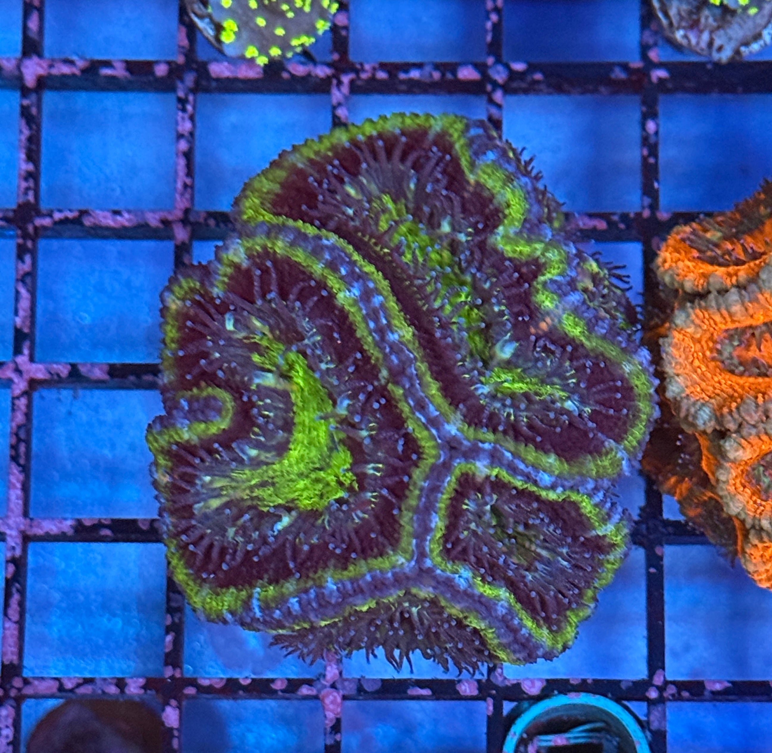 Ultra Acan Frag 7