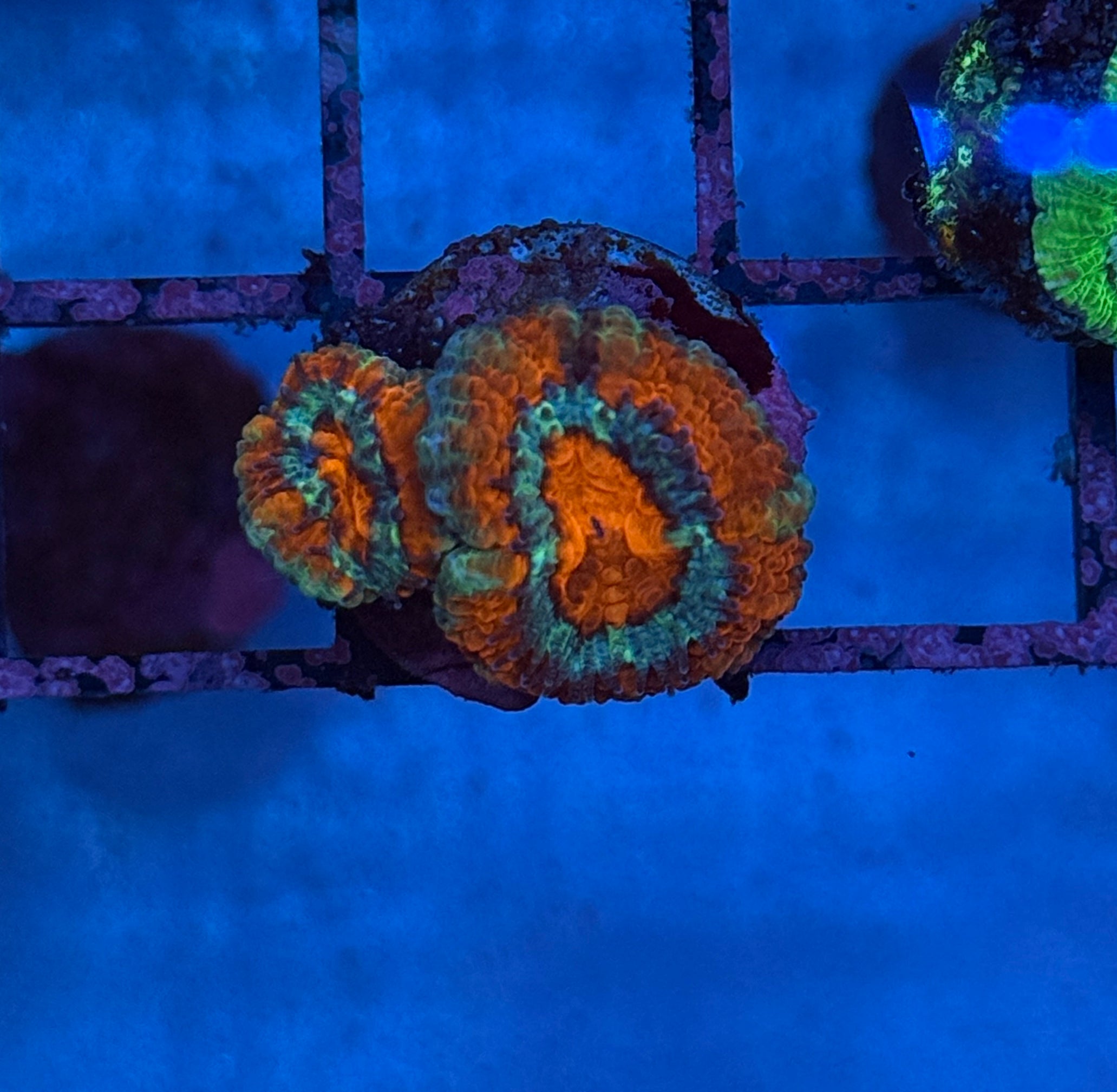 Ultra Acan Frag 8