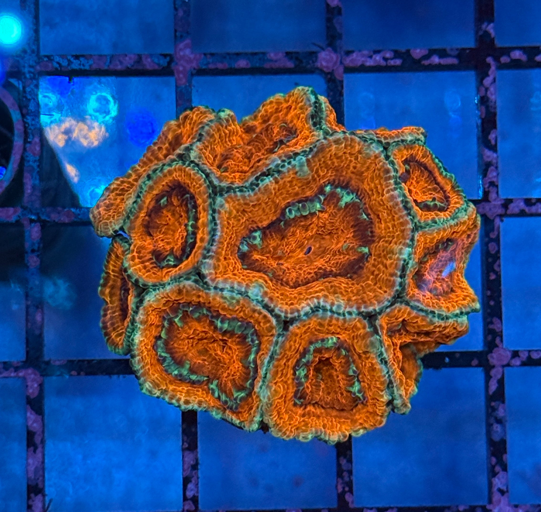 Ultra Acan Frag 9