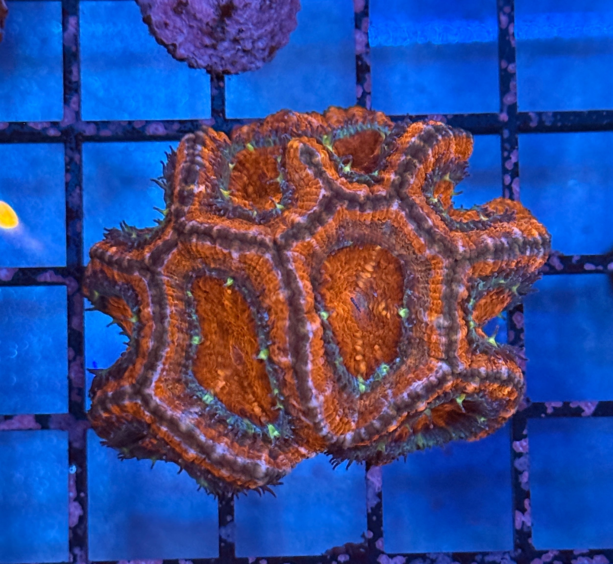 Ultra Acan Frag 10