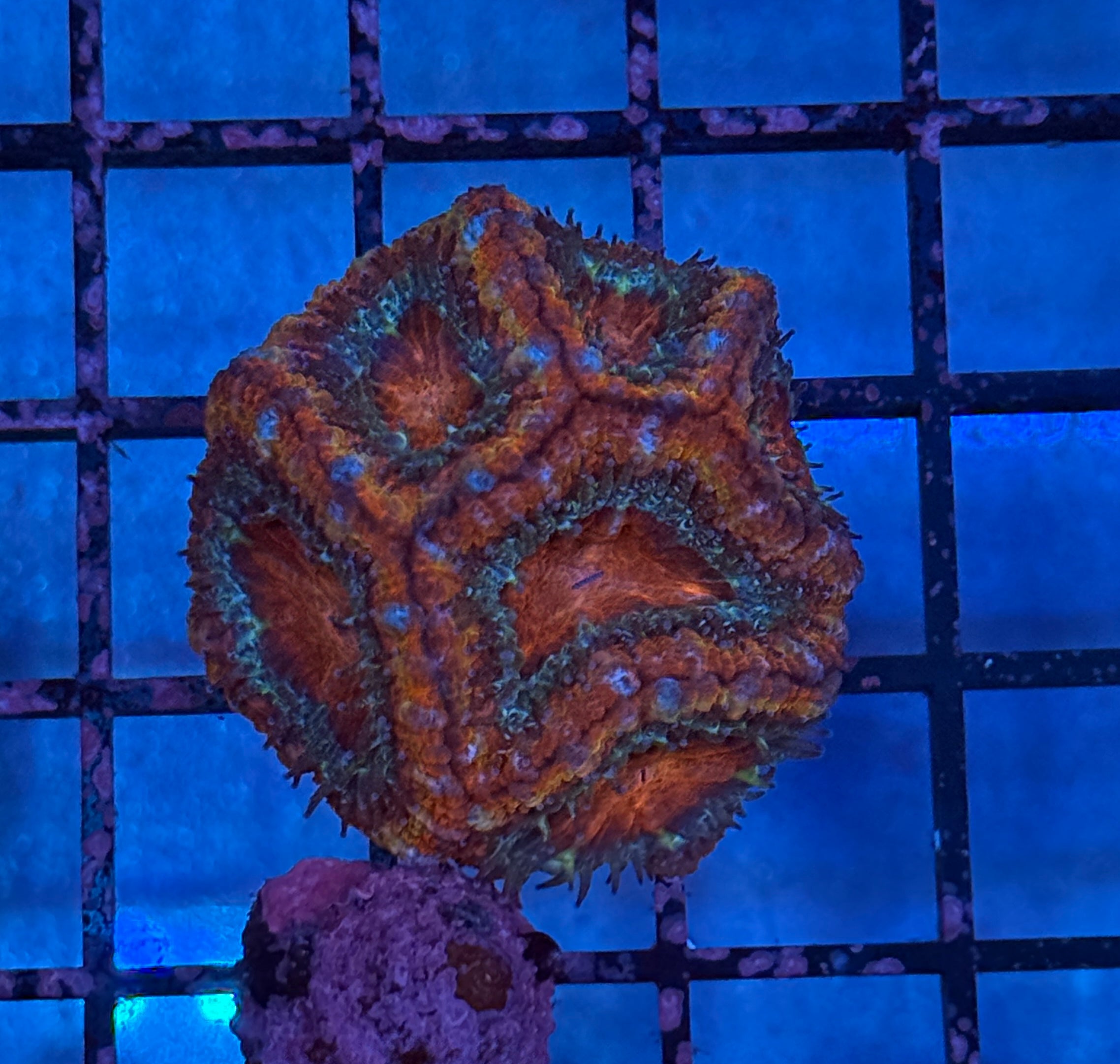 Ultra Acan Frag 11