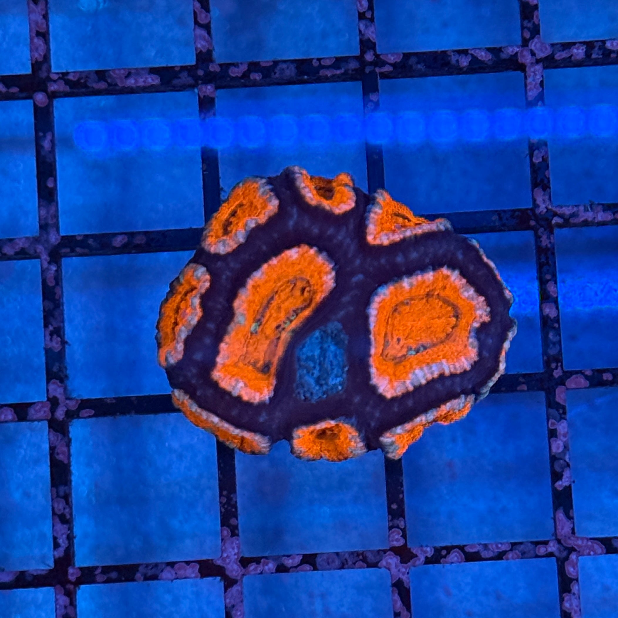 Ultra Acan Frag 12