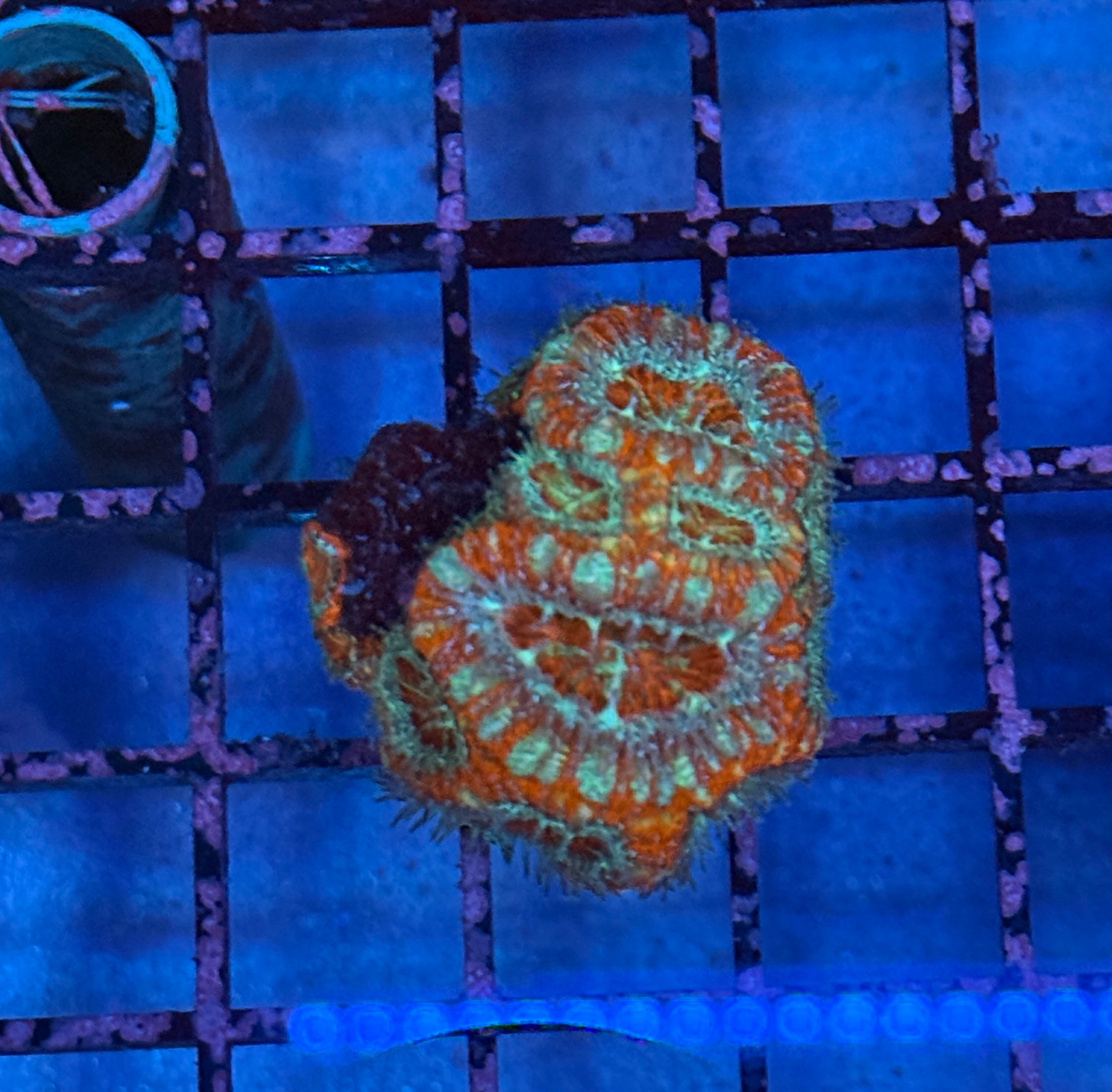 Ultra Acan Frag 13