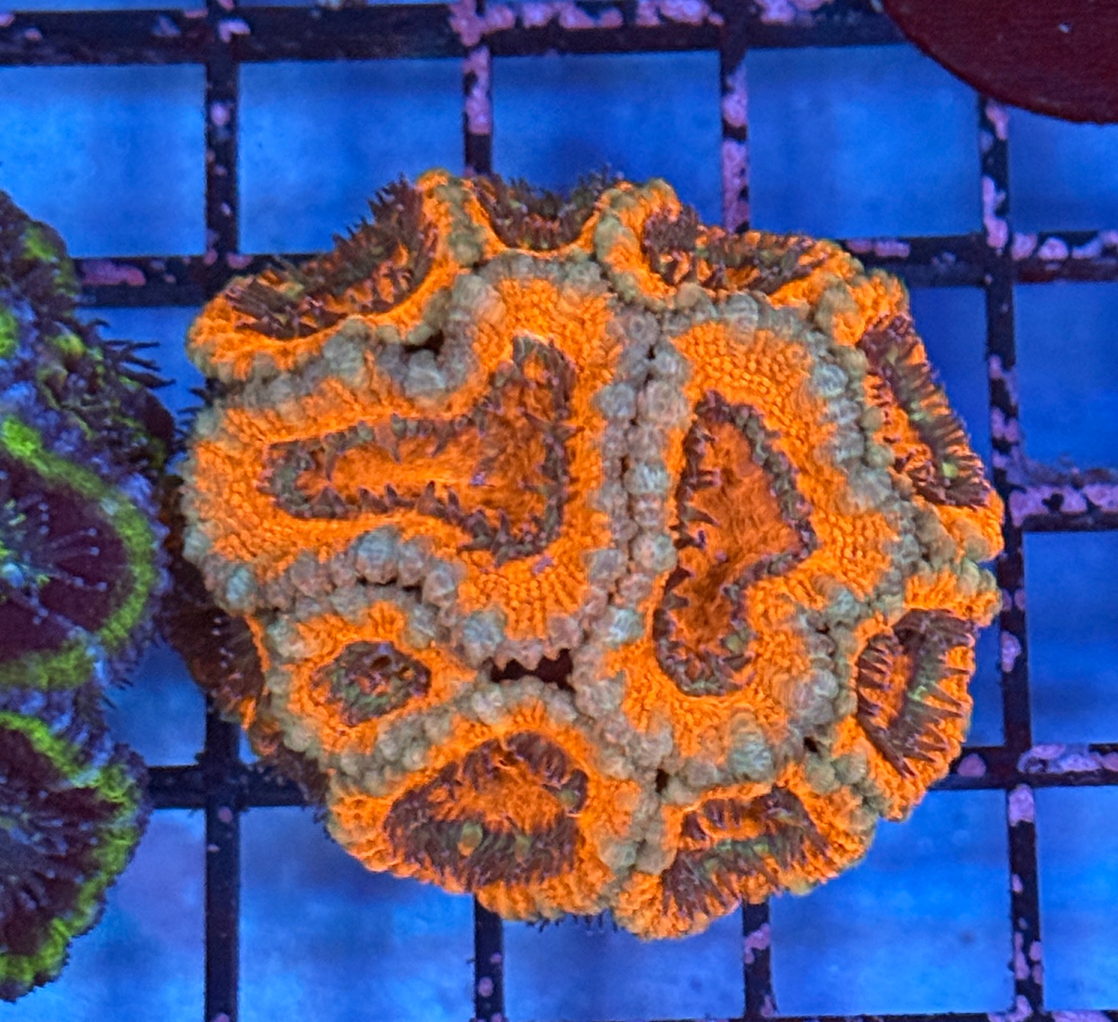 Ultra Acan Frag 14