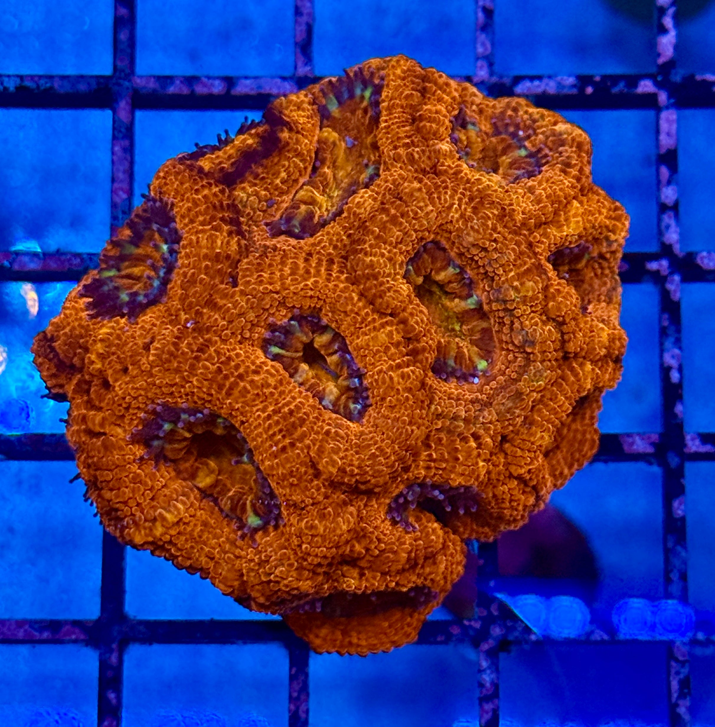 Ultra Acan 15