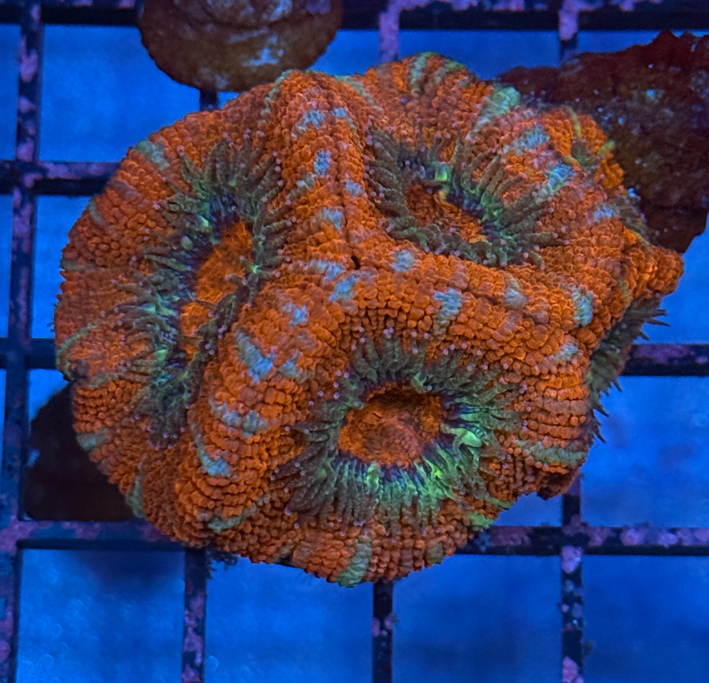 Ultra Acan Frag 17