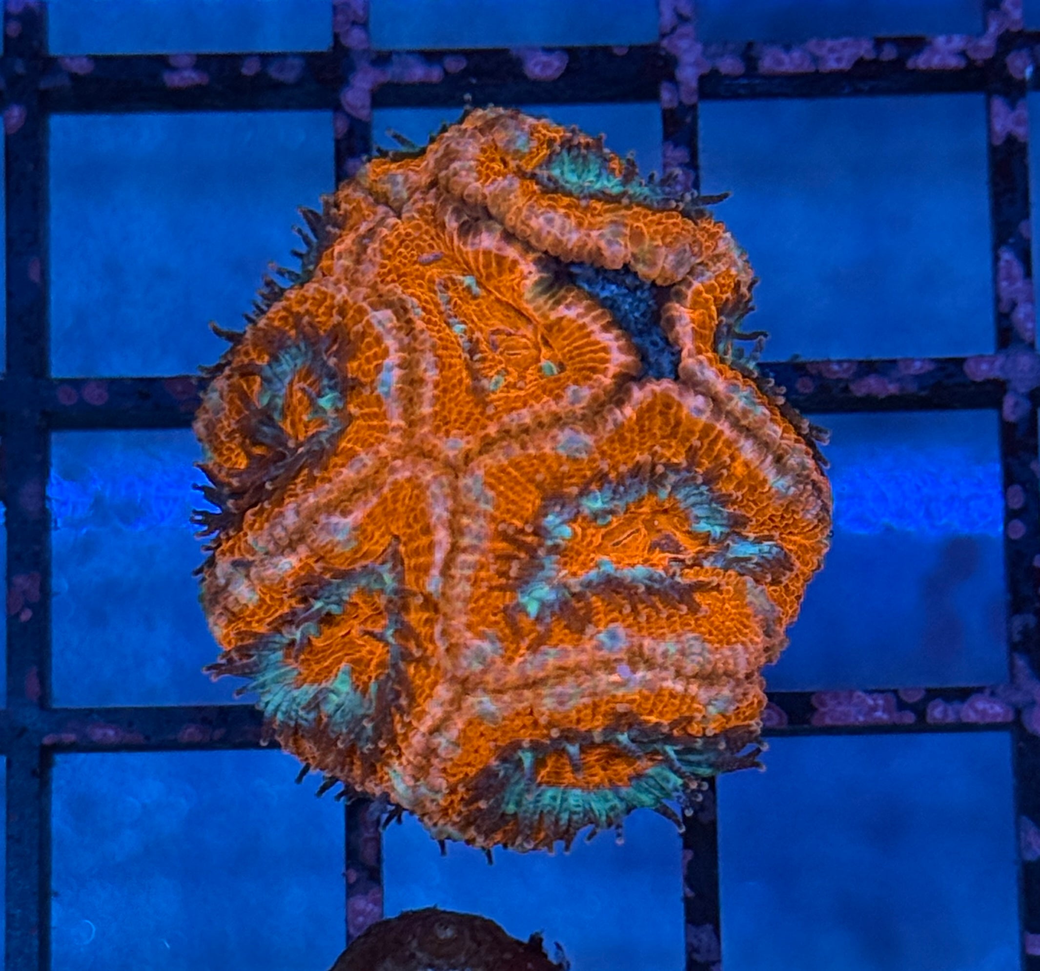 Ultra Acan Frag 18